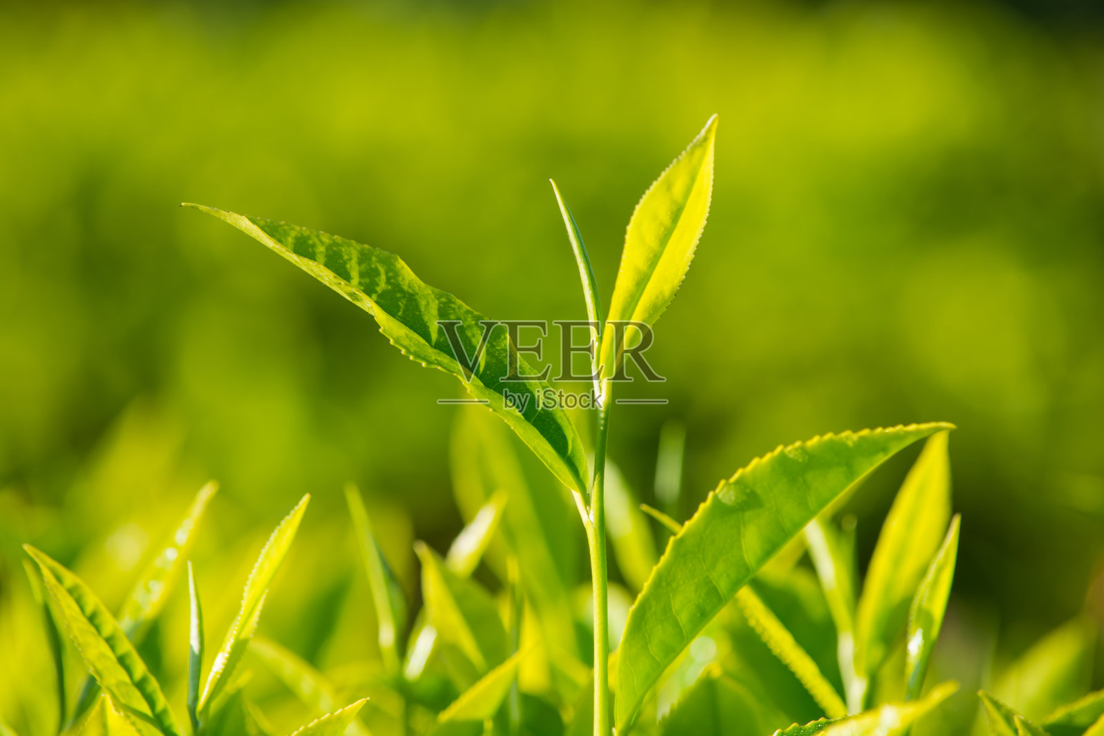 绿茶叶子近距离照片摄影图片