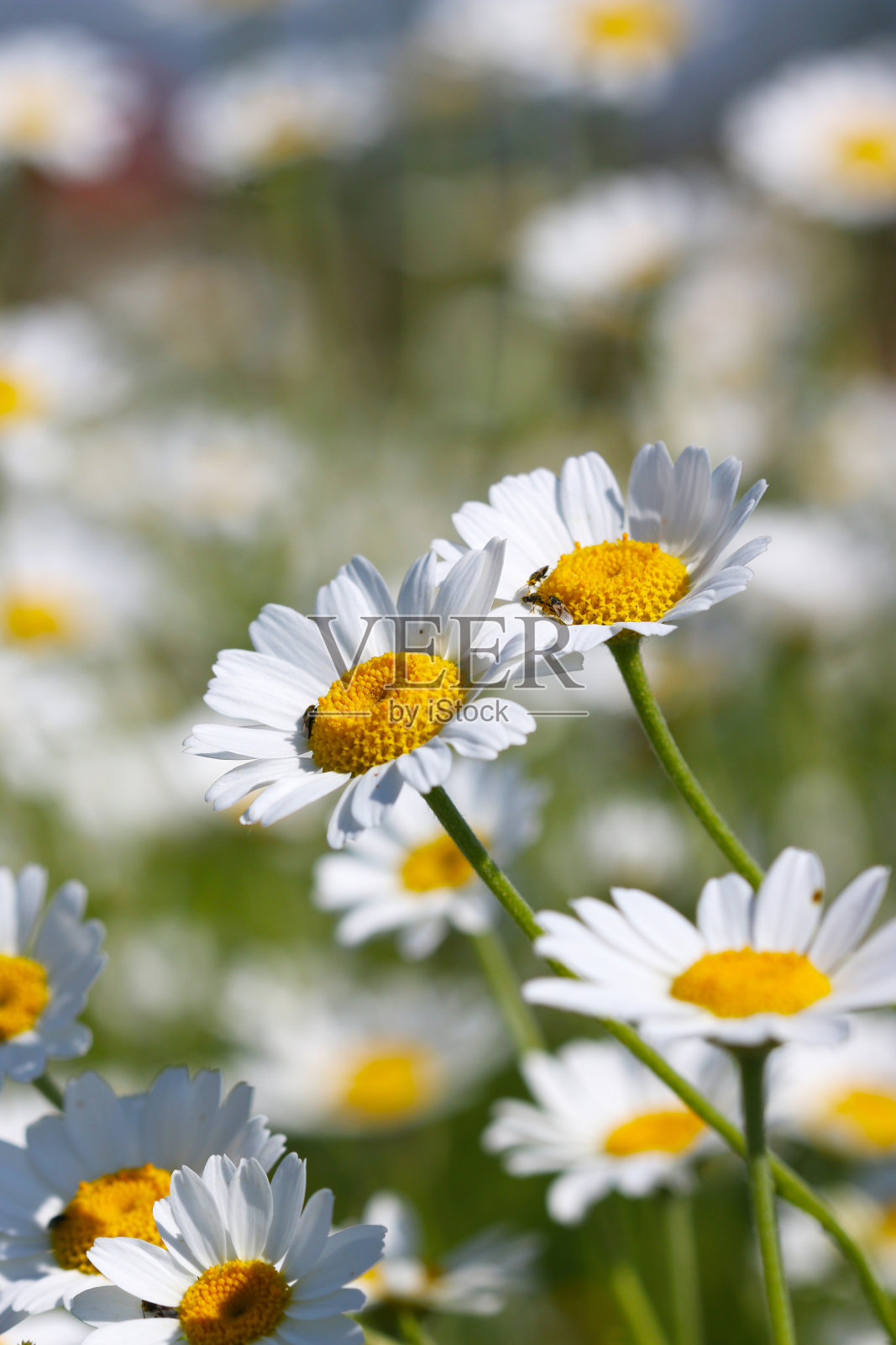 洋甘菊花的自然背景是春天的季节照片摄影图片
