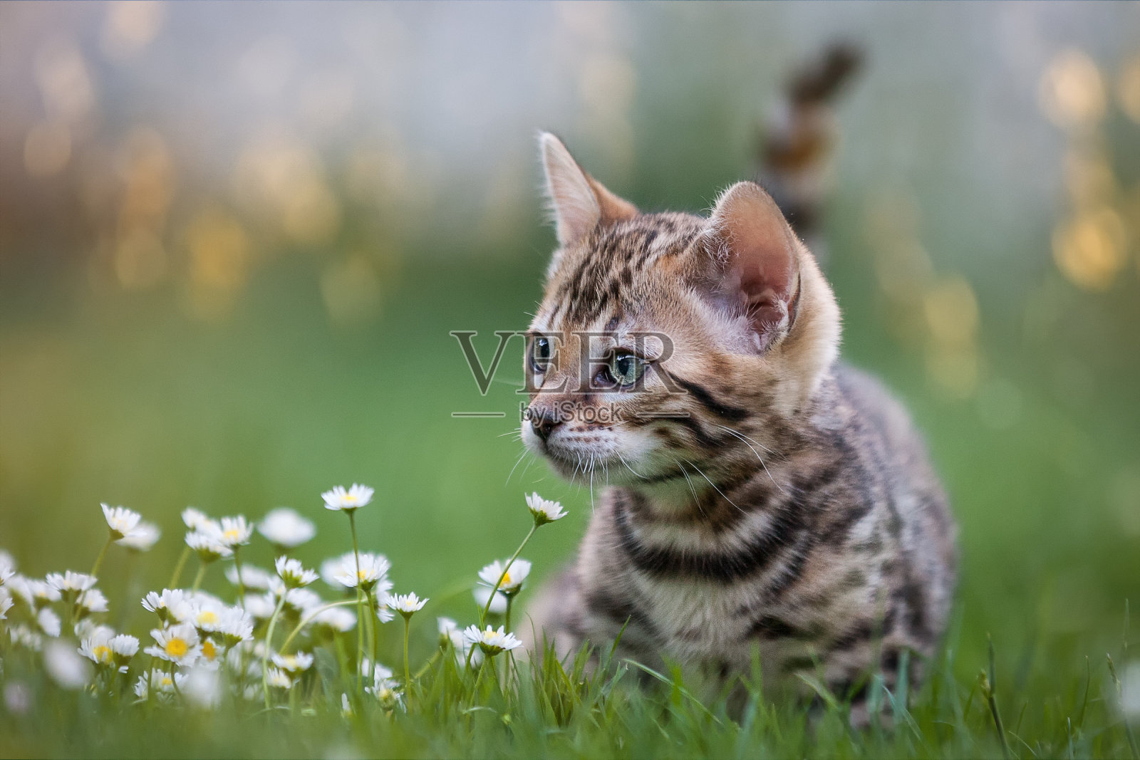 孟加拉小猫在花草地照片摄影图片