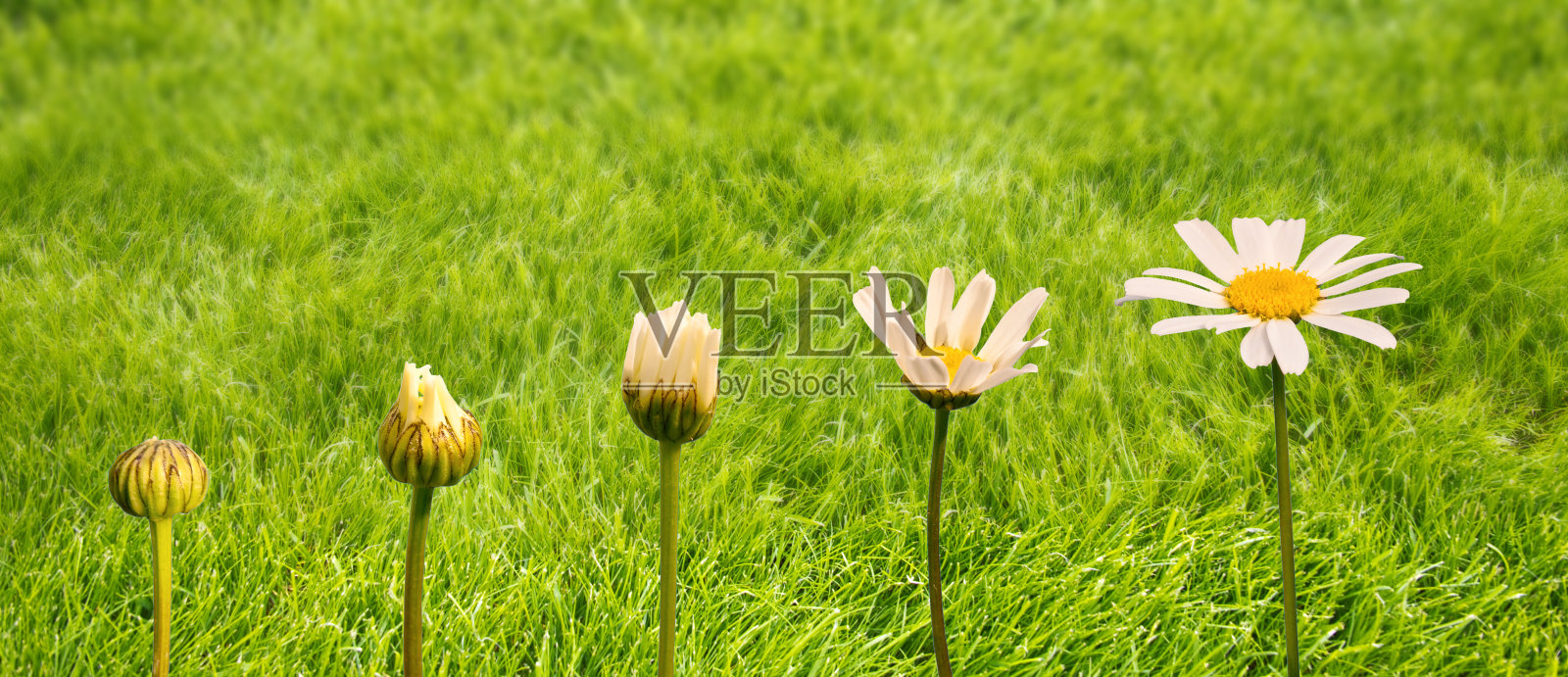雏菊的生长和开花阶段，绿草的背景，生命和观念的转变照片摄影图片