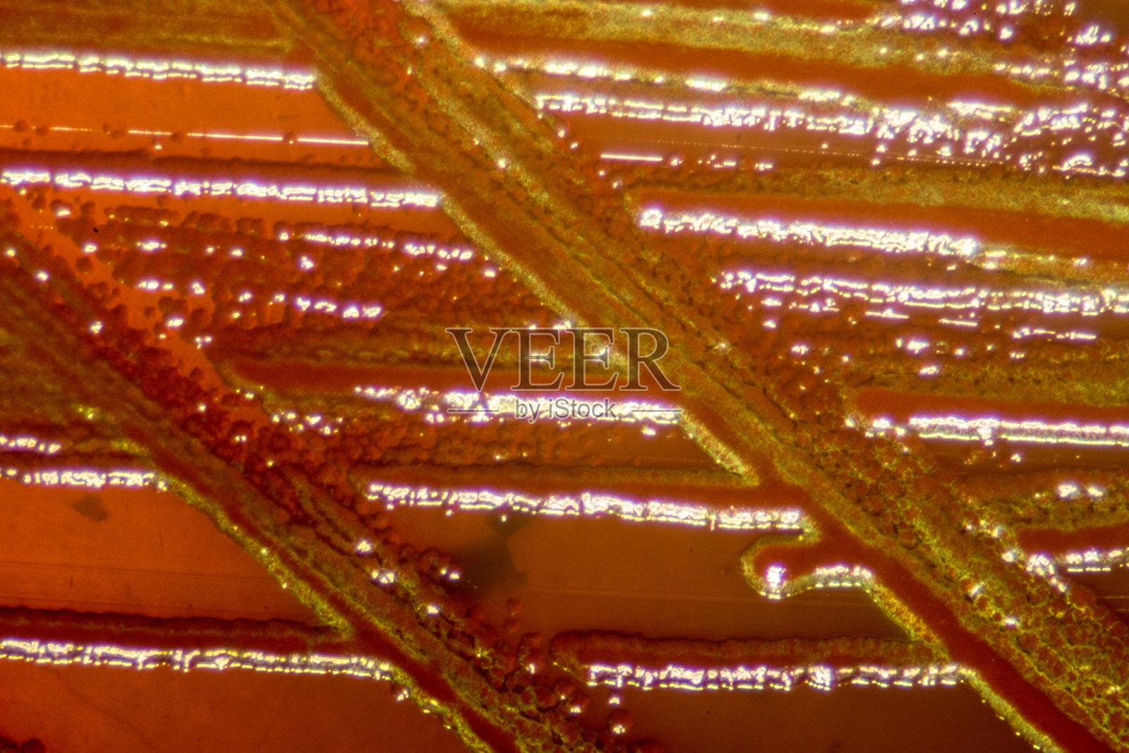 大肠杆菌(e.c oli)是一种革兰氏阴性，兼性厌氧，杆状大肠杆菌属细菌，常见于温血微生物(恒温微生物)的小肠照片摄影图片
