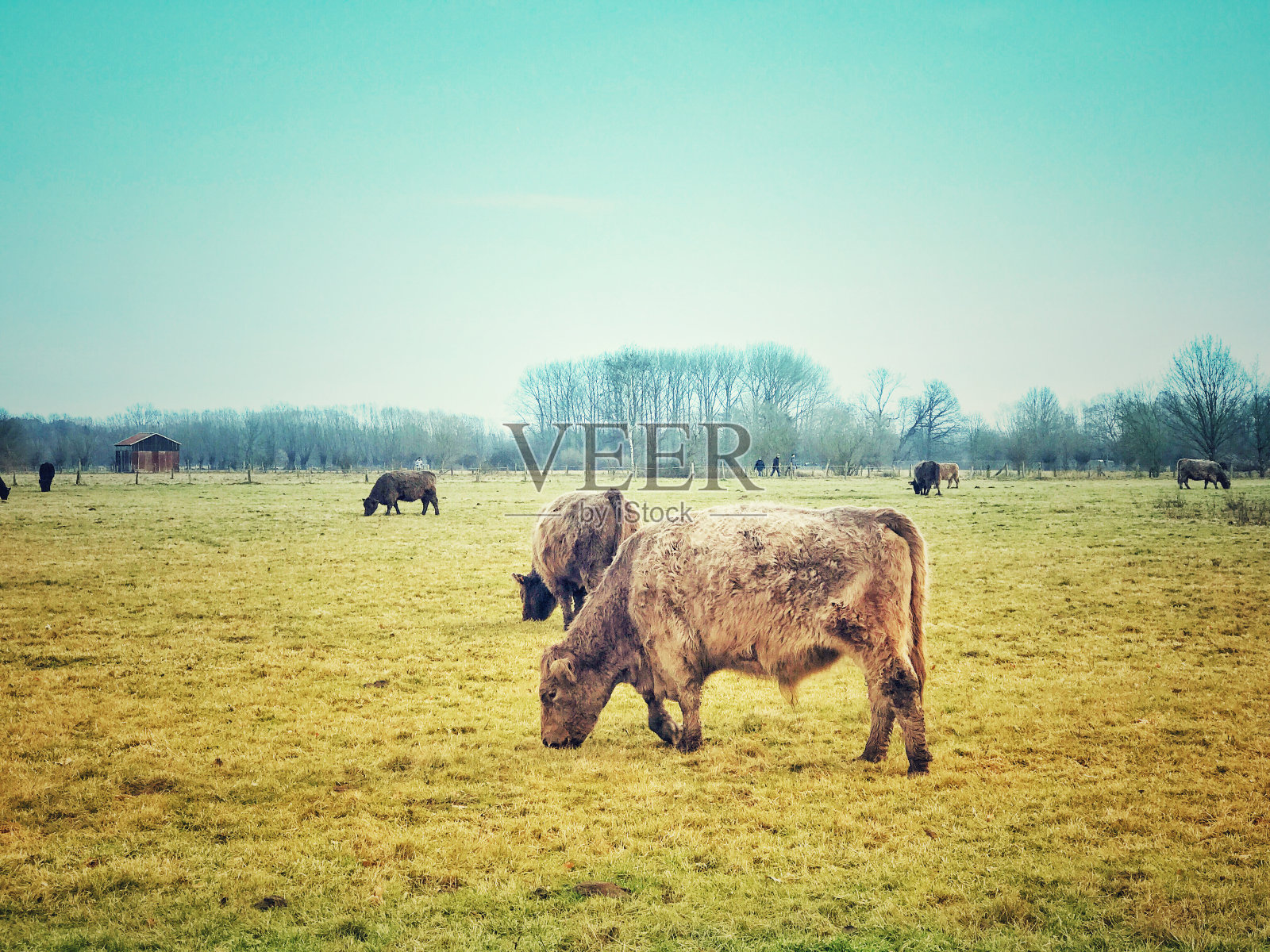 比利时，在自然保护区放牧的加洛威牛照片摄影图片