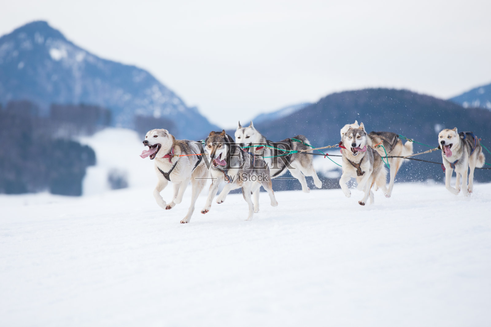 西伯利亚哈士奇参加雪橇狗比赛照片摄影图片