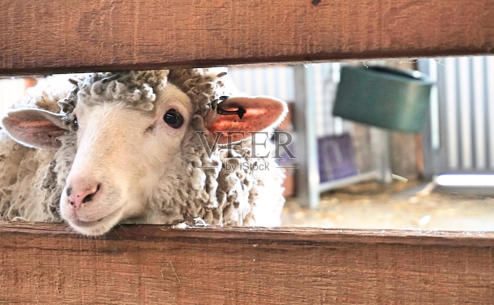 羊头穿过栅栏照片摄影图片