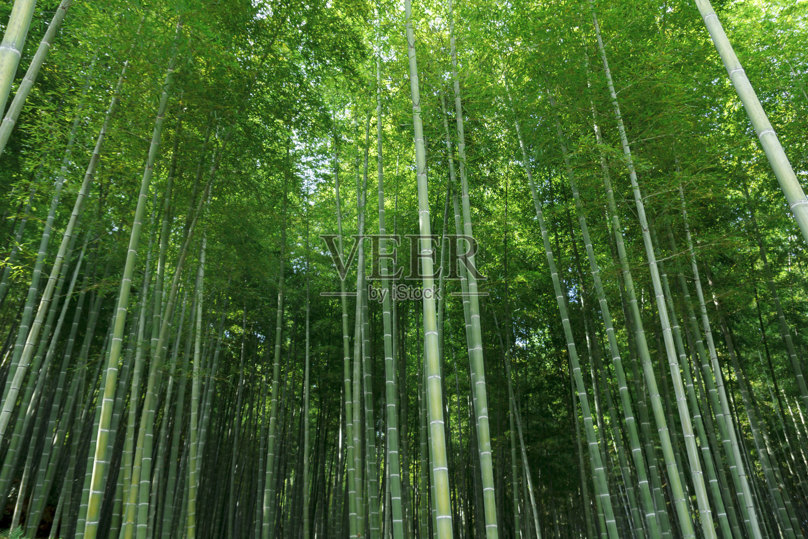 日本京都的竹林照片摄影图片