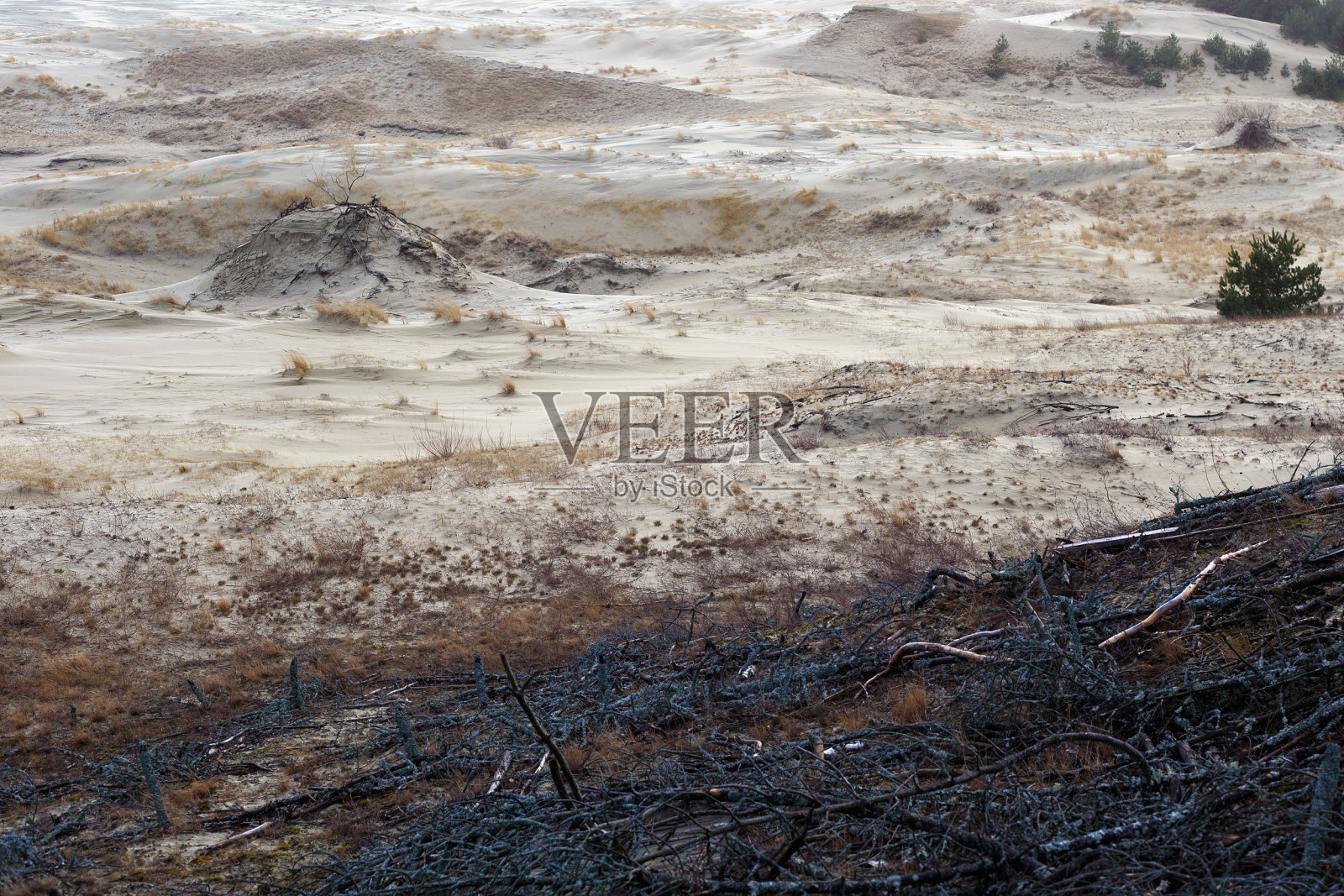 2月份俄罗斯库尔尼沙口部分的沙丘。照片摄影图片