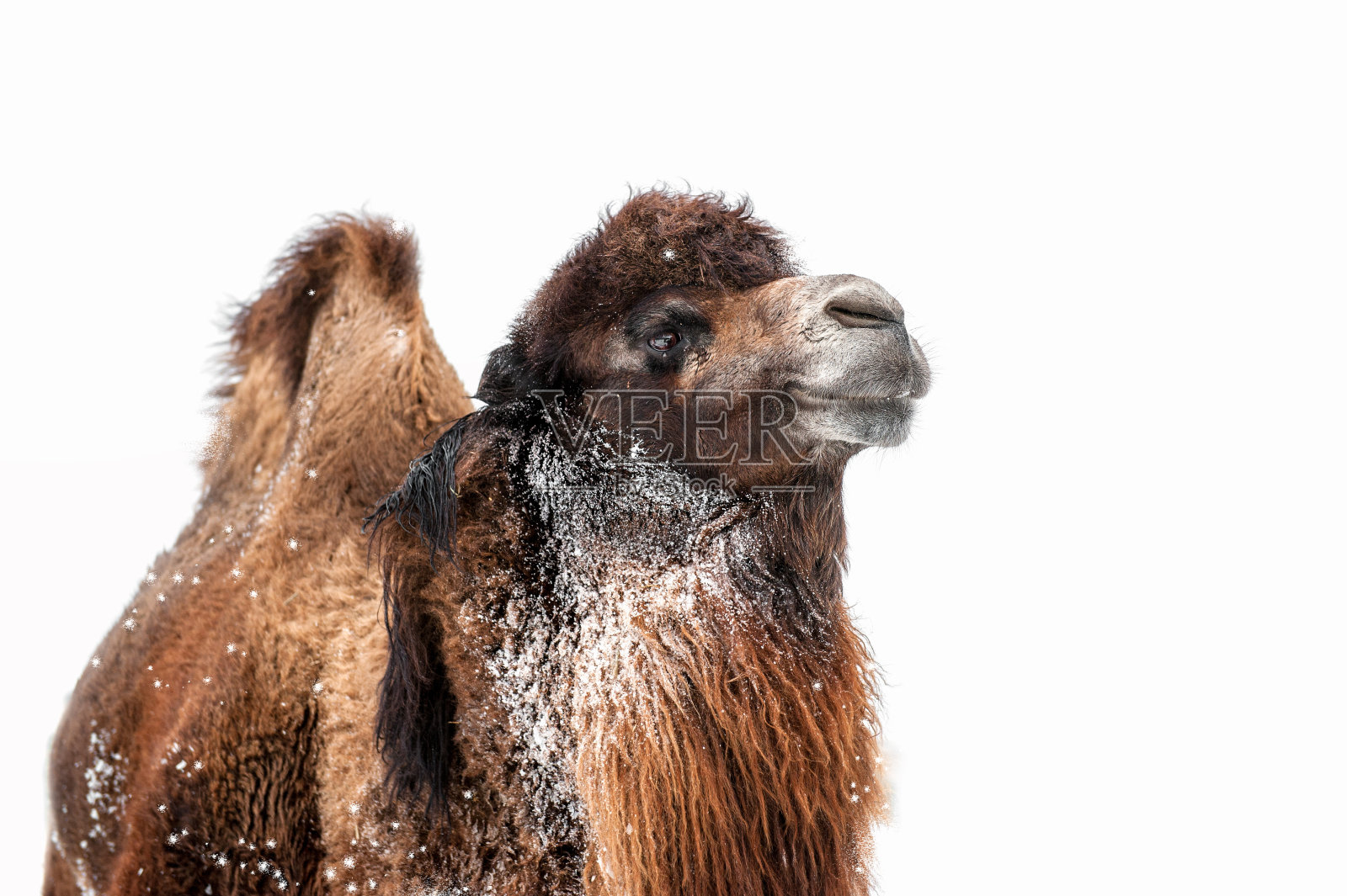 骆驼是一幅美丽的冬日雪地里的大人像特写。孤立在白色背景上。照片摄影图片