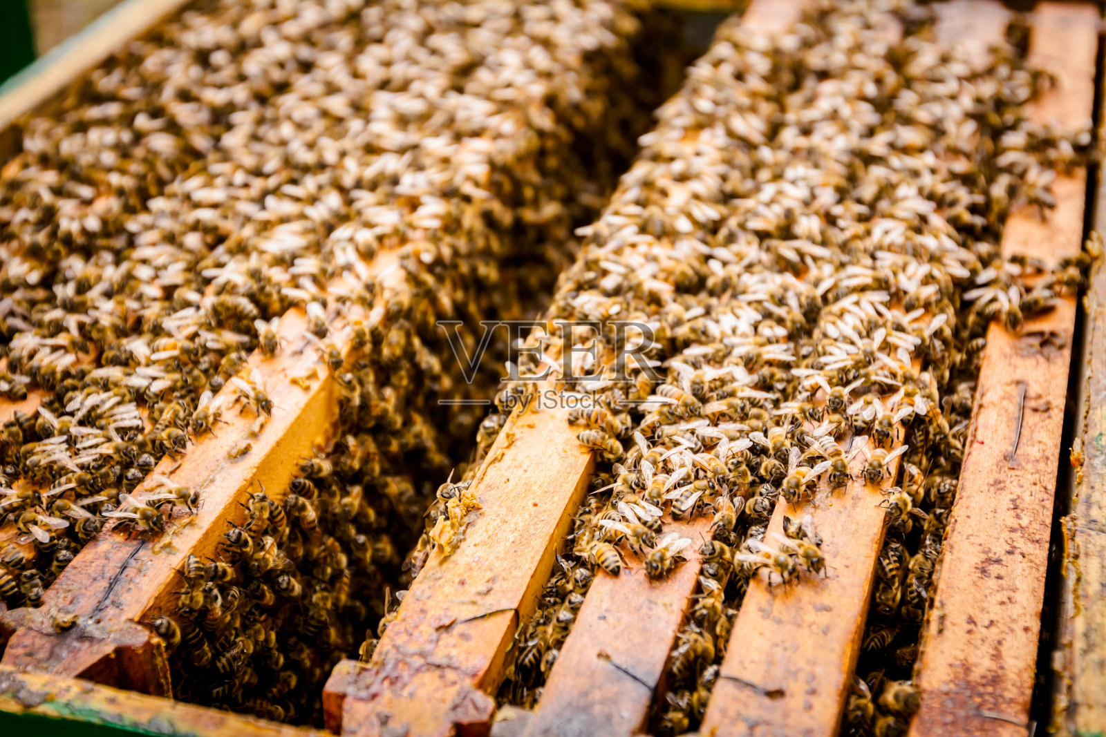 蜜蜂正从开放的蜂房中飞出来照片摄影图片