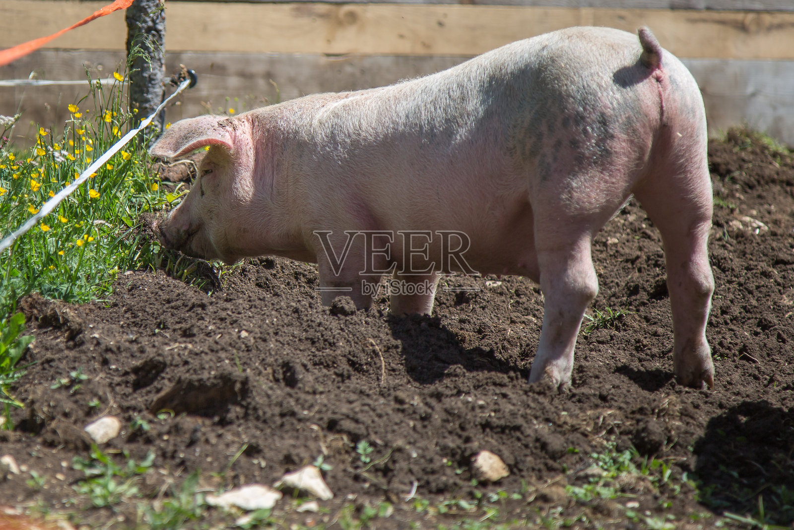 农场里的脏兮兮的小猪照片摄影图片