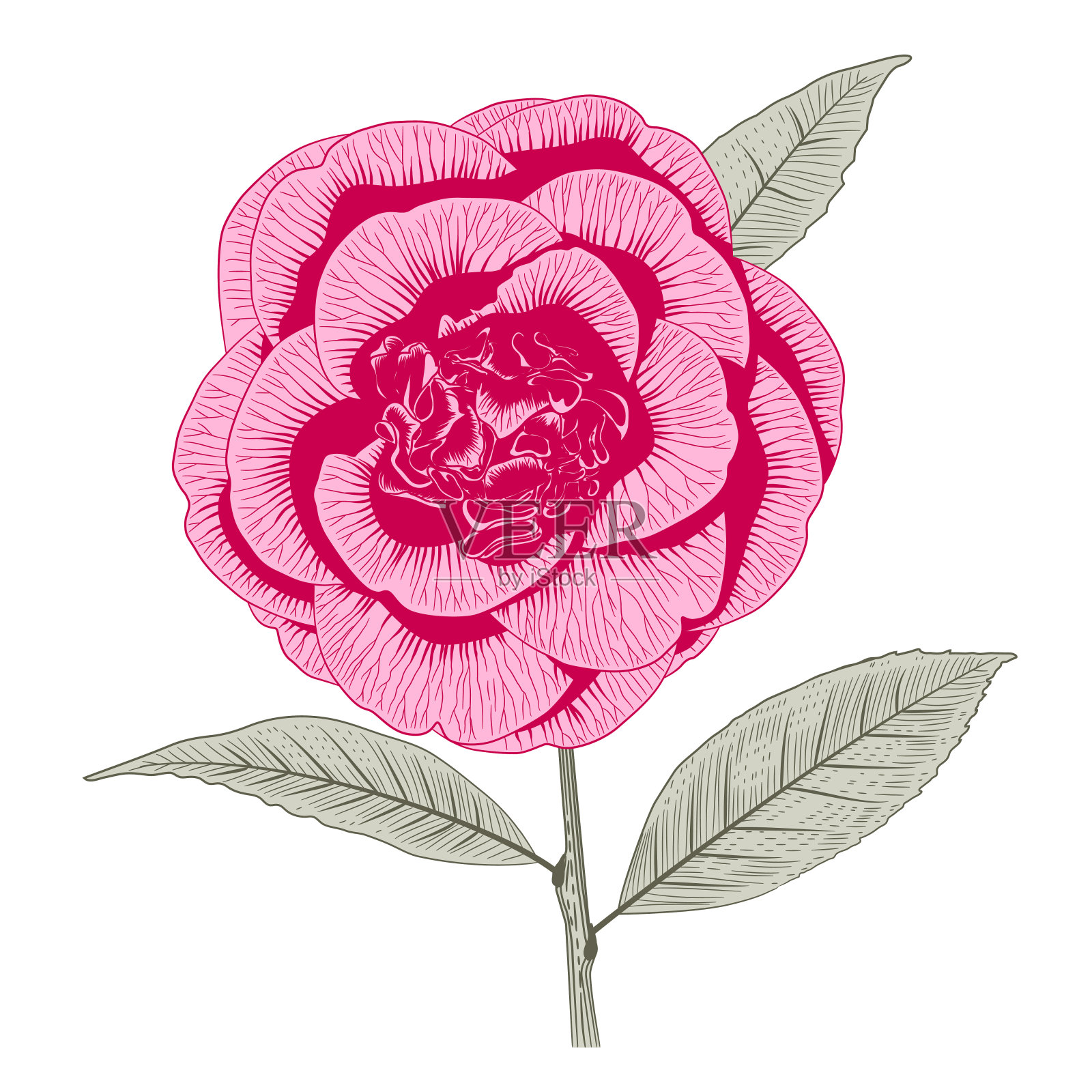 鲜艳的粉红色山茶花牡丹形成的花朵插画图片素材