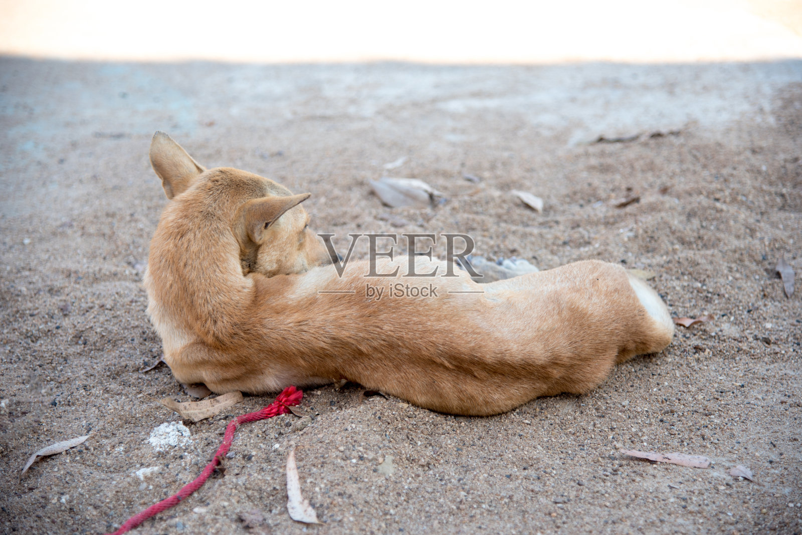 憔悴的狗躺在沙地上照片摄影图片