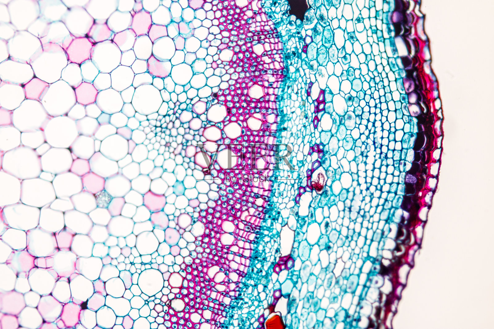 课堂教学显微镜下的植物茎横截面。照片摄影图片