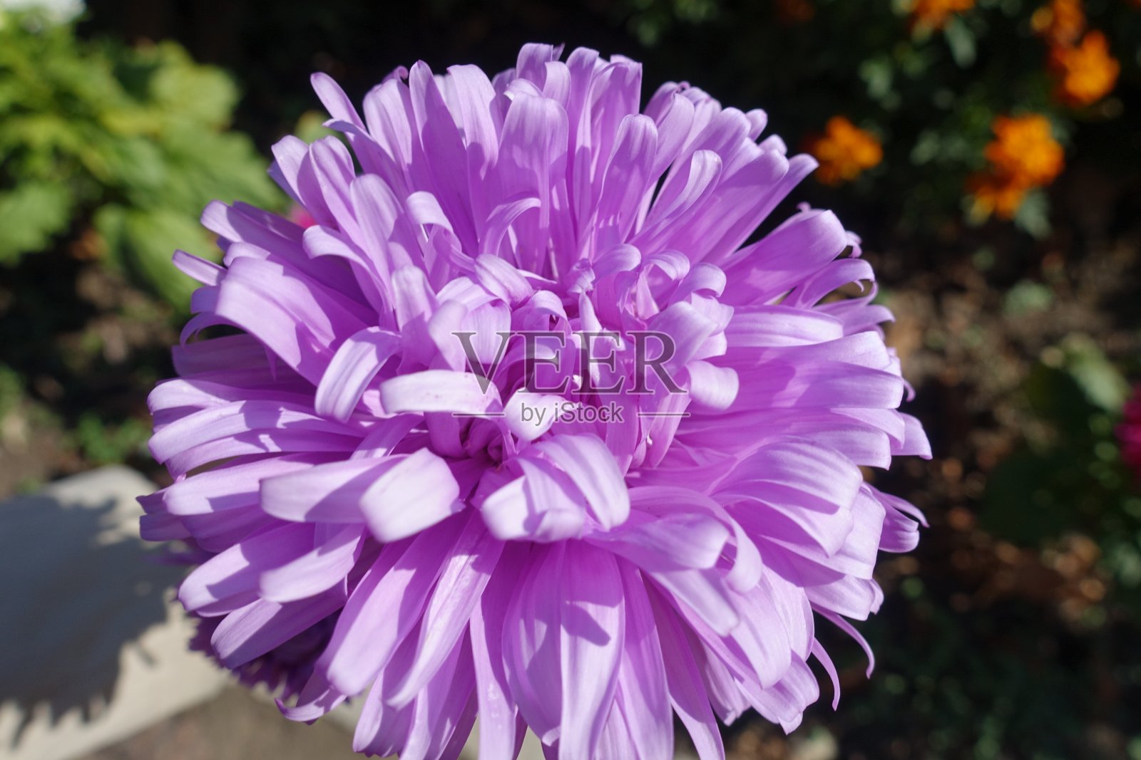 紫菀紫色花头的特写照片摄影图片