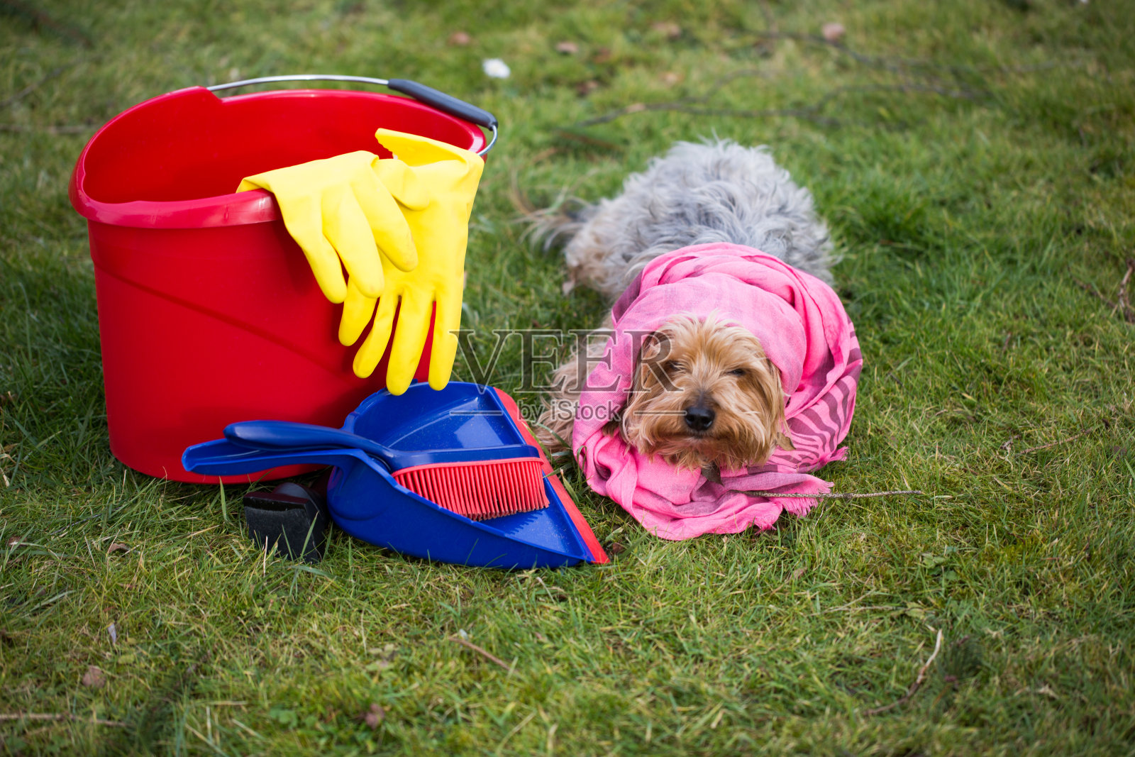 约克夏犬带着桶和铲子在草地上，春季大扫除照片摄影图片