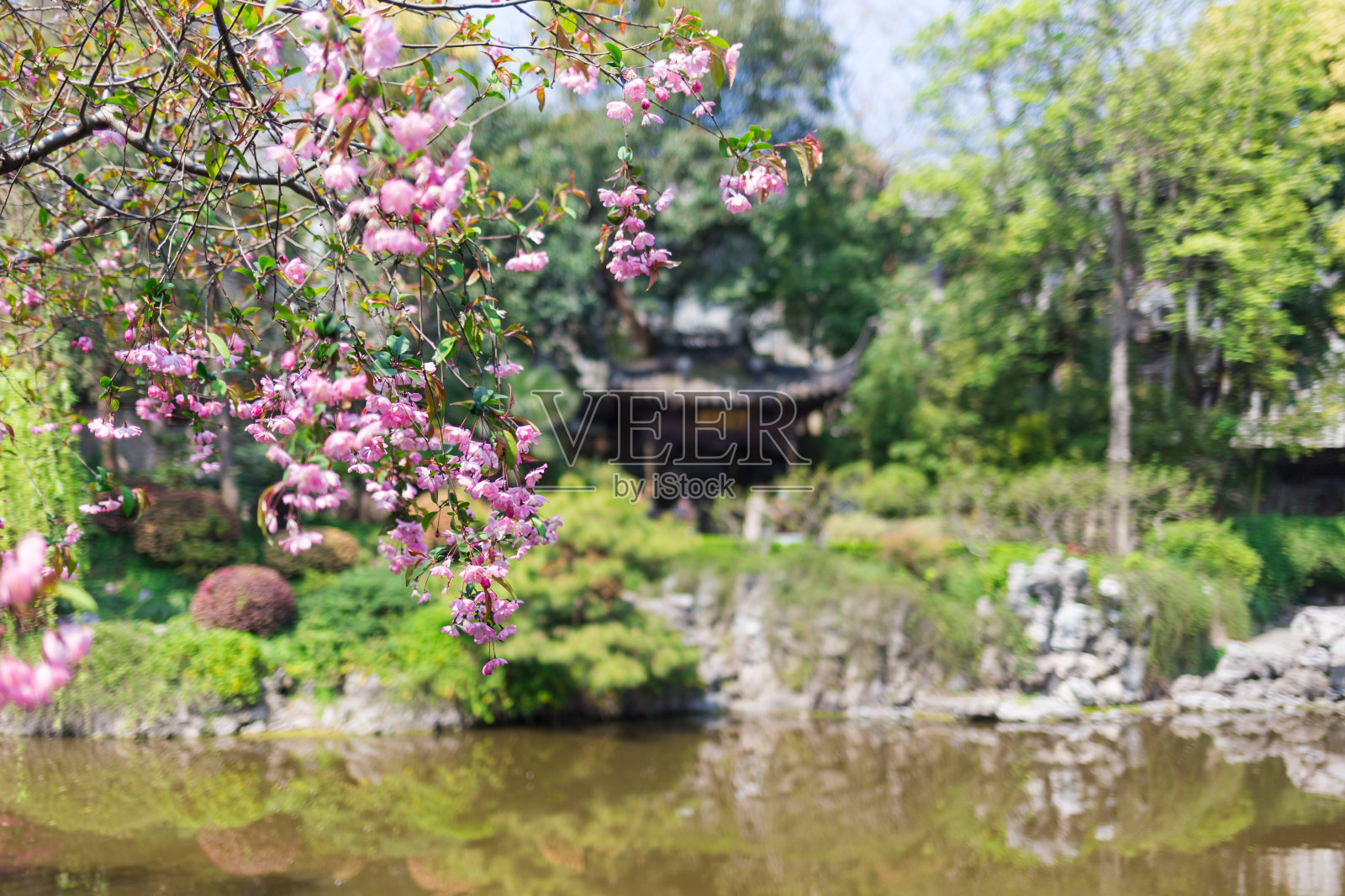 中国传统园林的春色照片摄影图片
