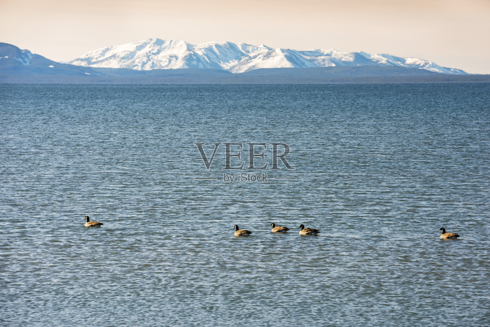 黄石湖上的野鹅照片摄影图片