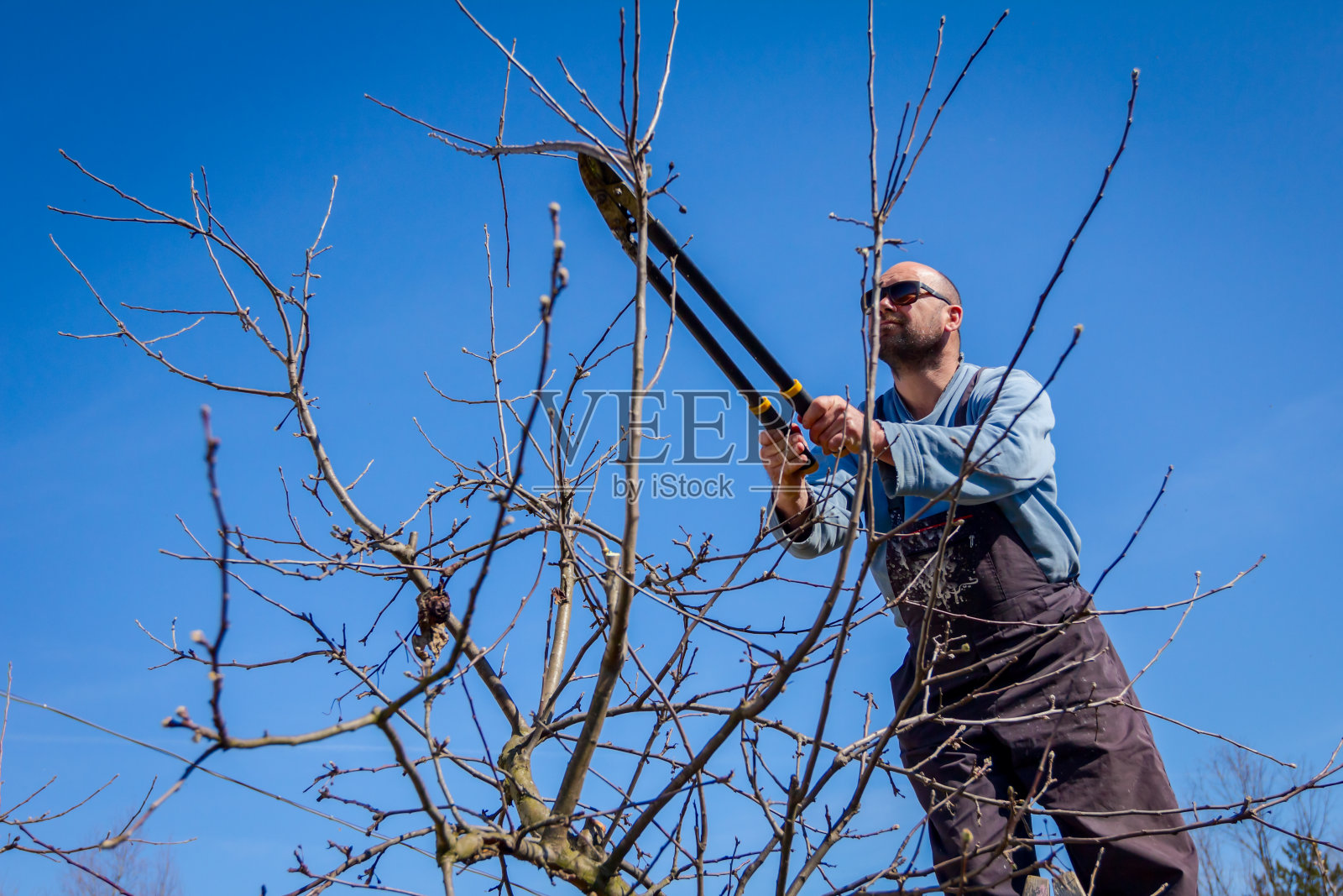 果园里的园丁正在用剪枝机剪树枝、修剪果树照片摄影图片