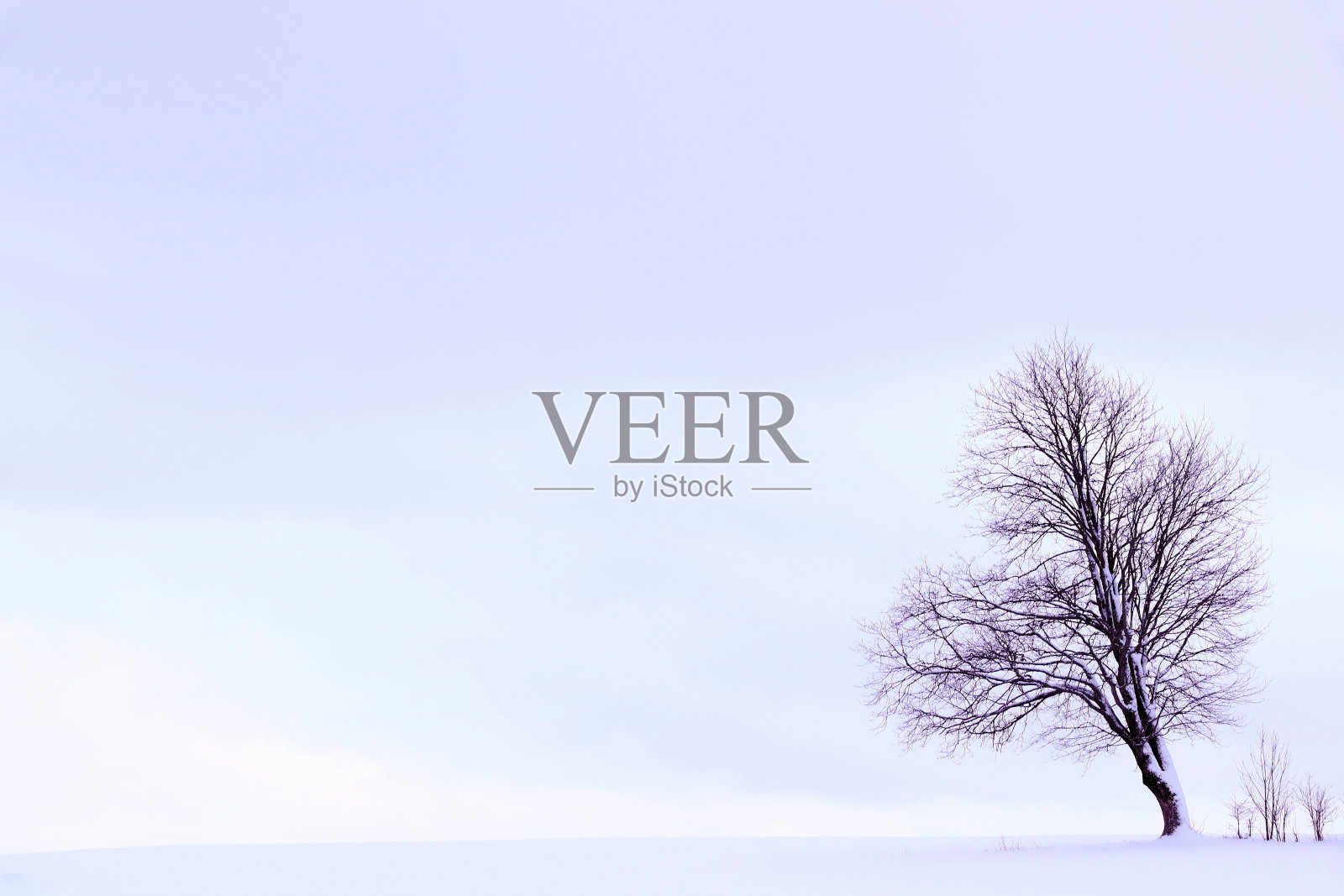 极简主义的冬季景观:一棵树在白雪覆盖的紫罗兰色田野上照片摄影图片