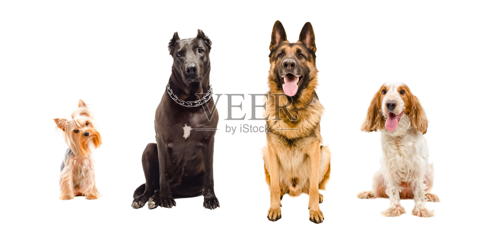 4只狗坐在一起的画像照片摄影图片