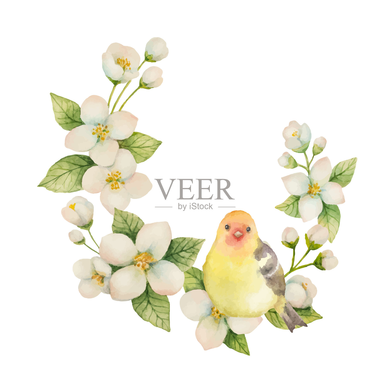 水彩矢量花环与鸟和花茉莉孤立在一个白色的背景。插画图片素材