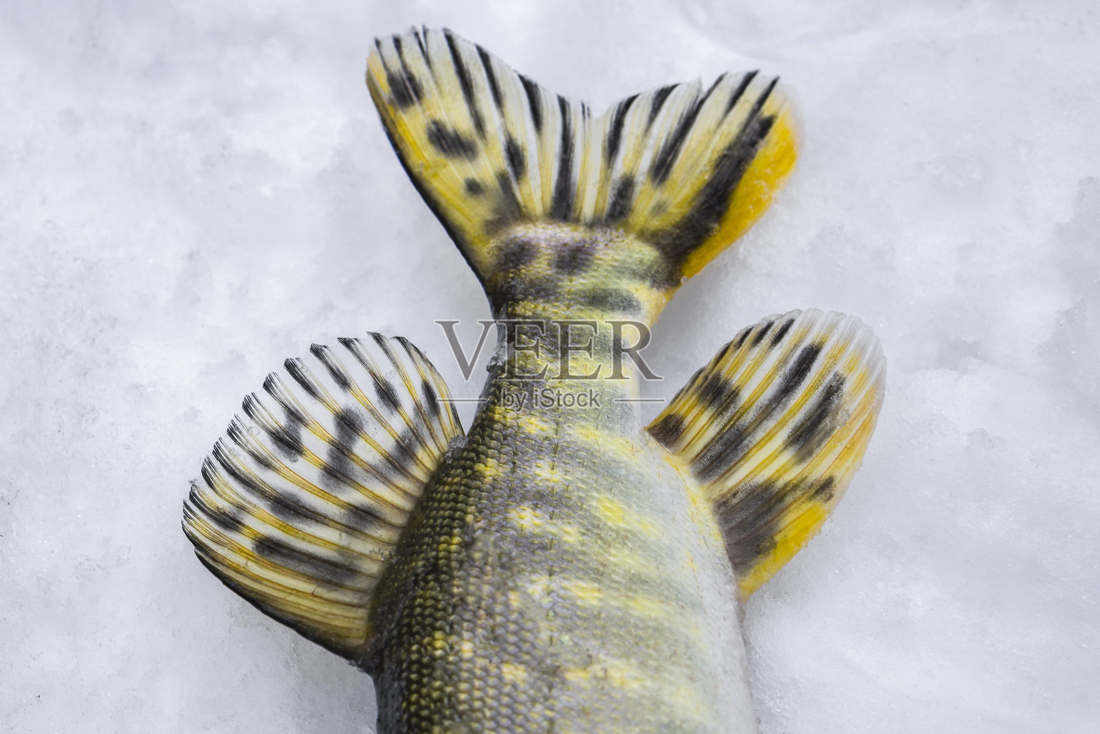 雪上捕获的梭鱼战利品的尾巴。冬季钓鱼背景照片摄影图片