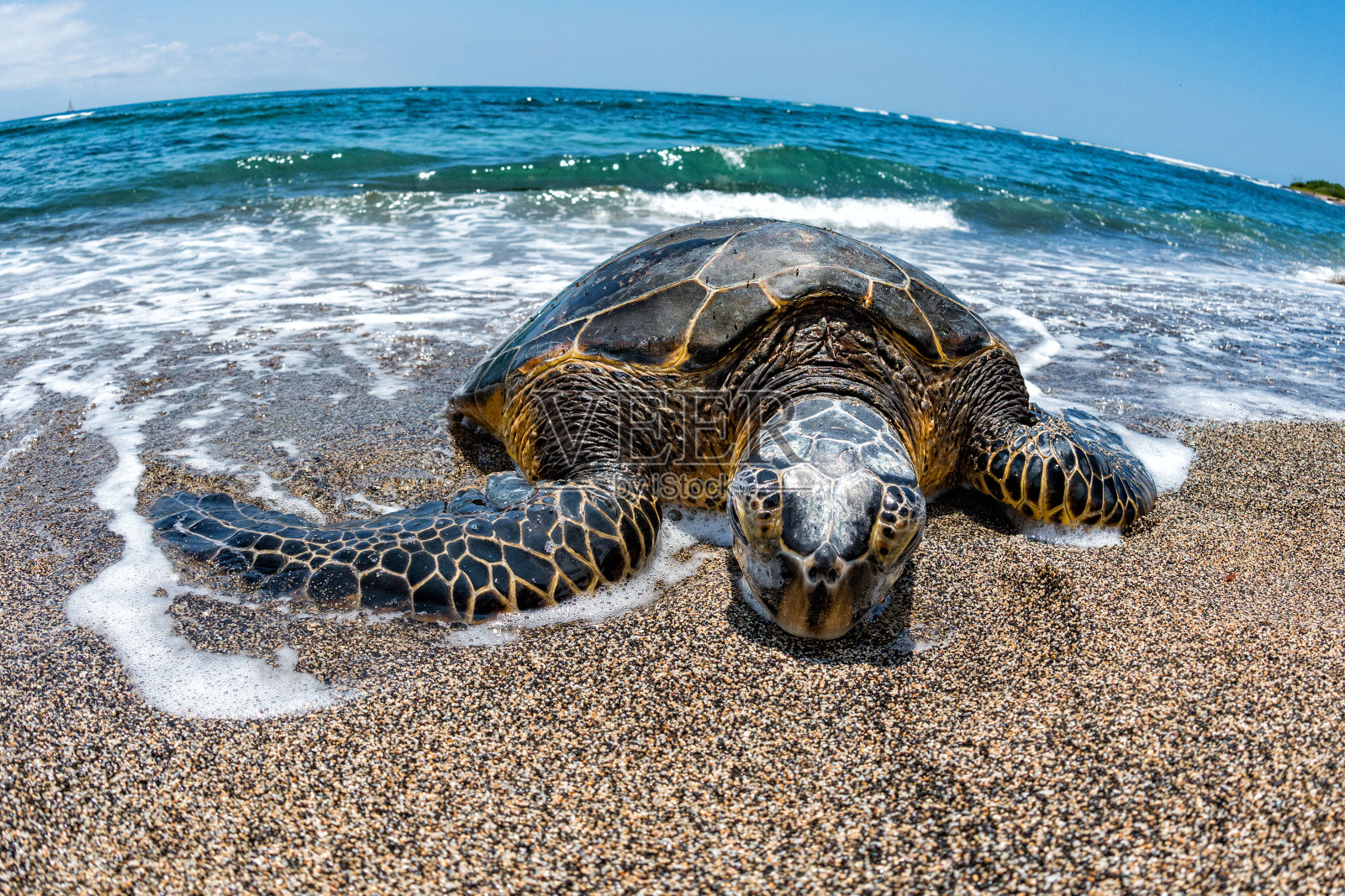 绿海龟抵达夏威夷海岸照片摄影图片