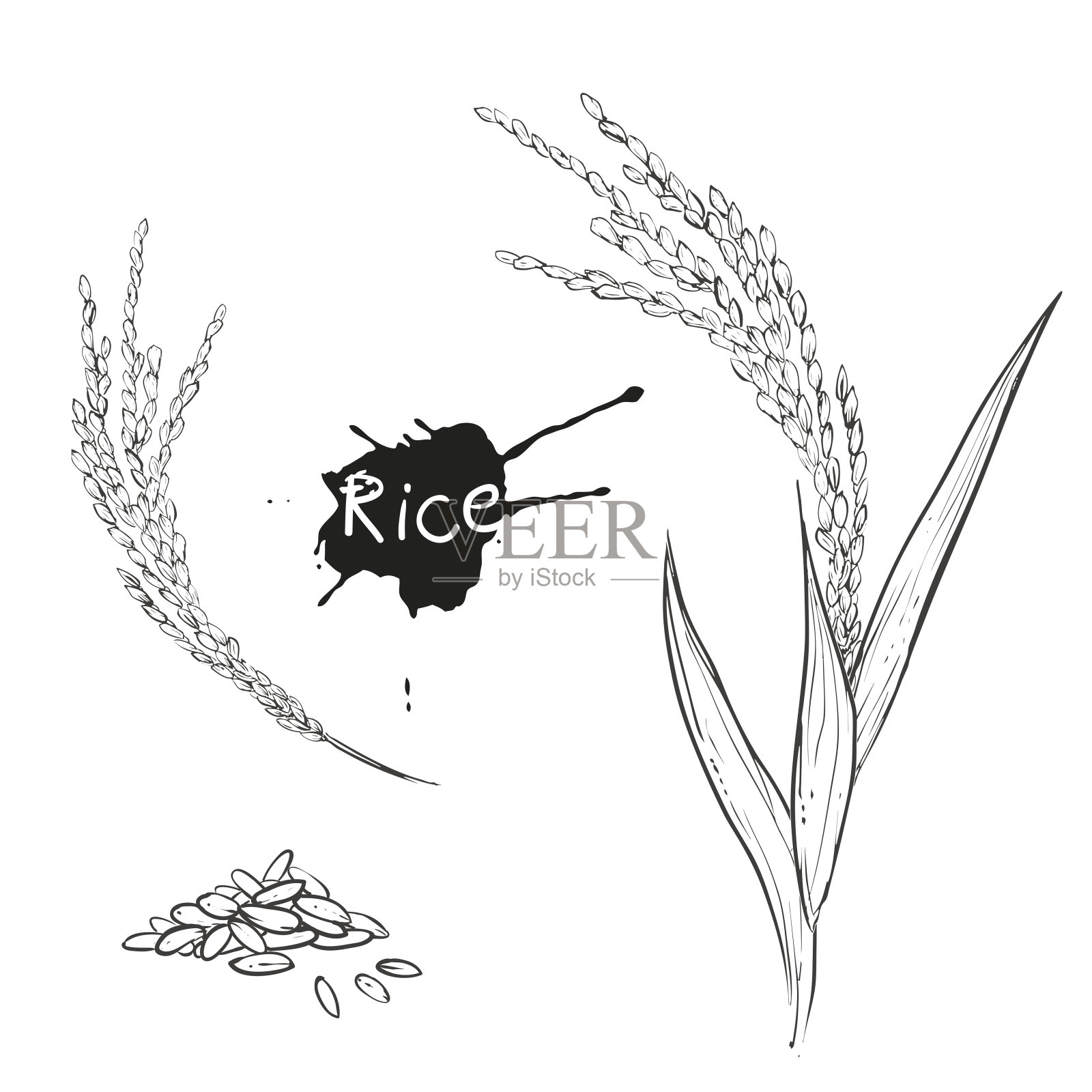 手绘矢量单色插图的水稻植物，谷物。草图。向量eps 8。设计元素图片