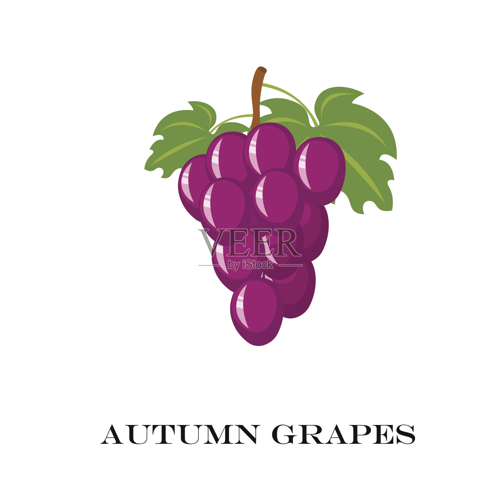 秋天的紫葡萄。矢量插图。白色背景。设计元素图片