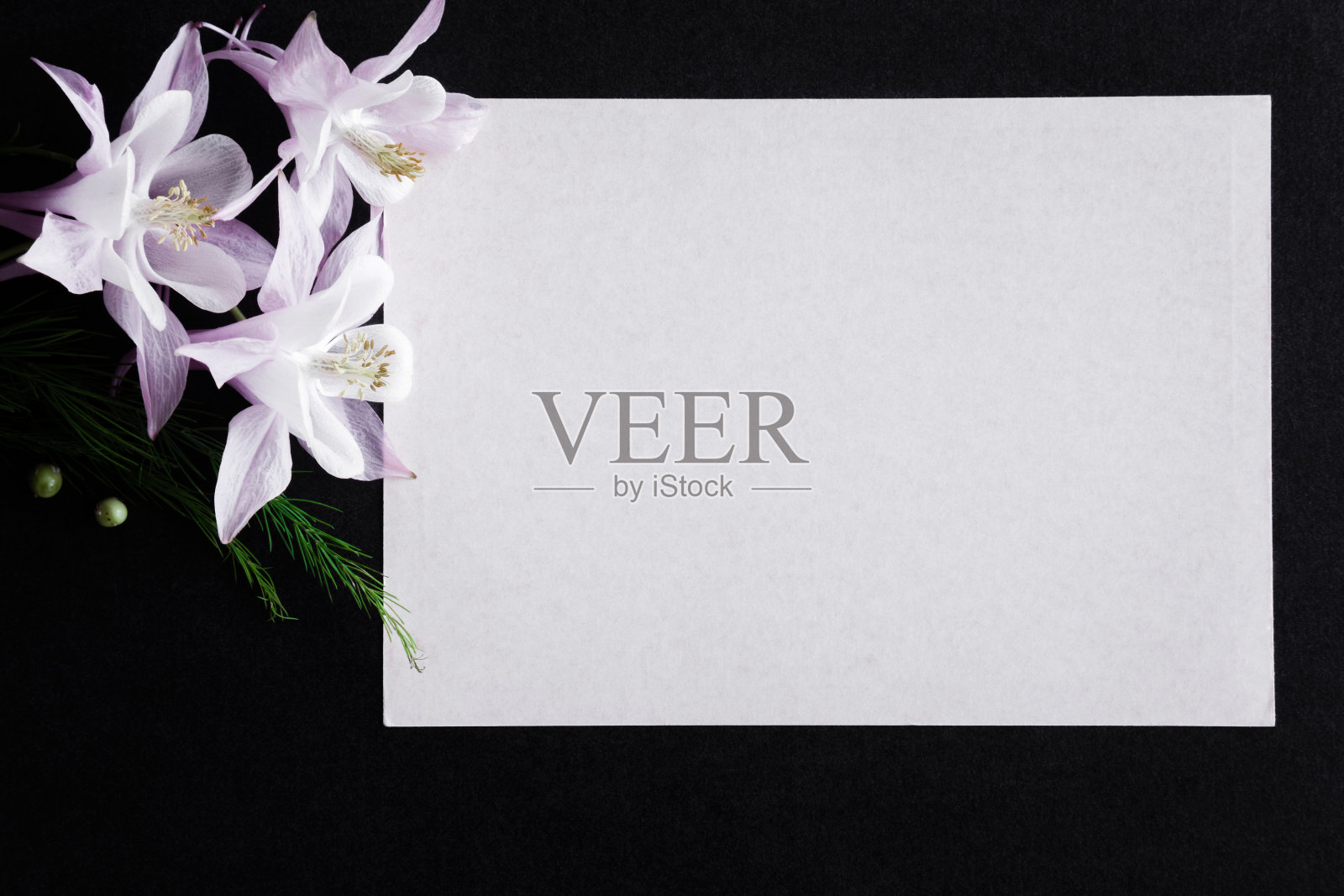 白色空白的吊唁卡与鲜花在黑暗的背景。文本的空位置。照片摄影图片