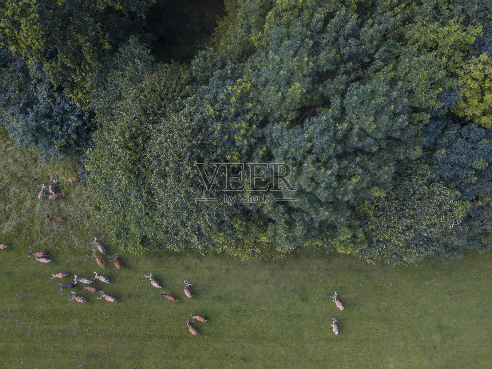一群野生马鹿在凤凰公园，都柏林，爱尔兰照片摄影图片