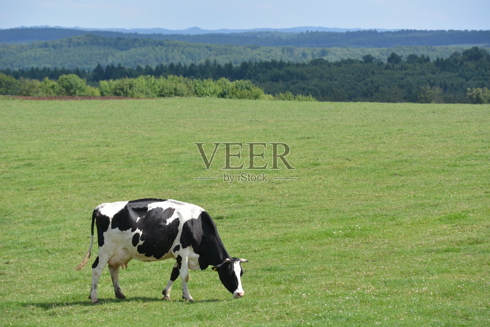 德国的艾菲尔和奶牛照片摄影图片