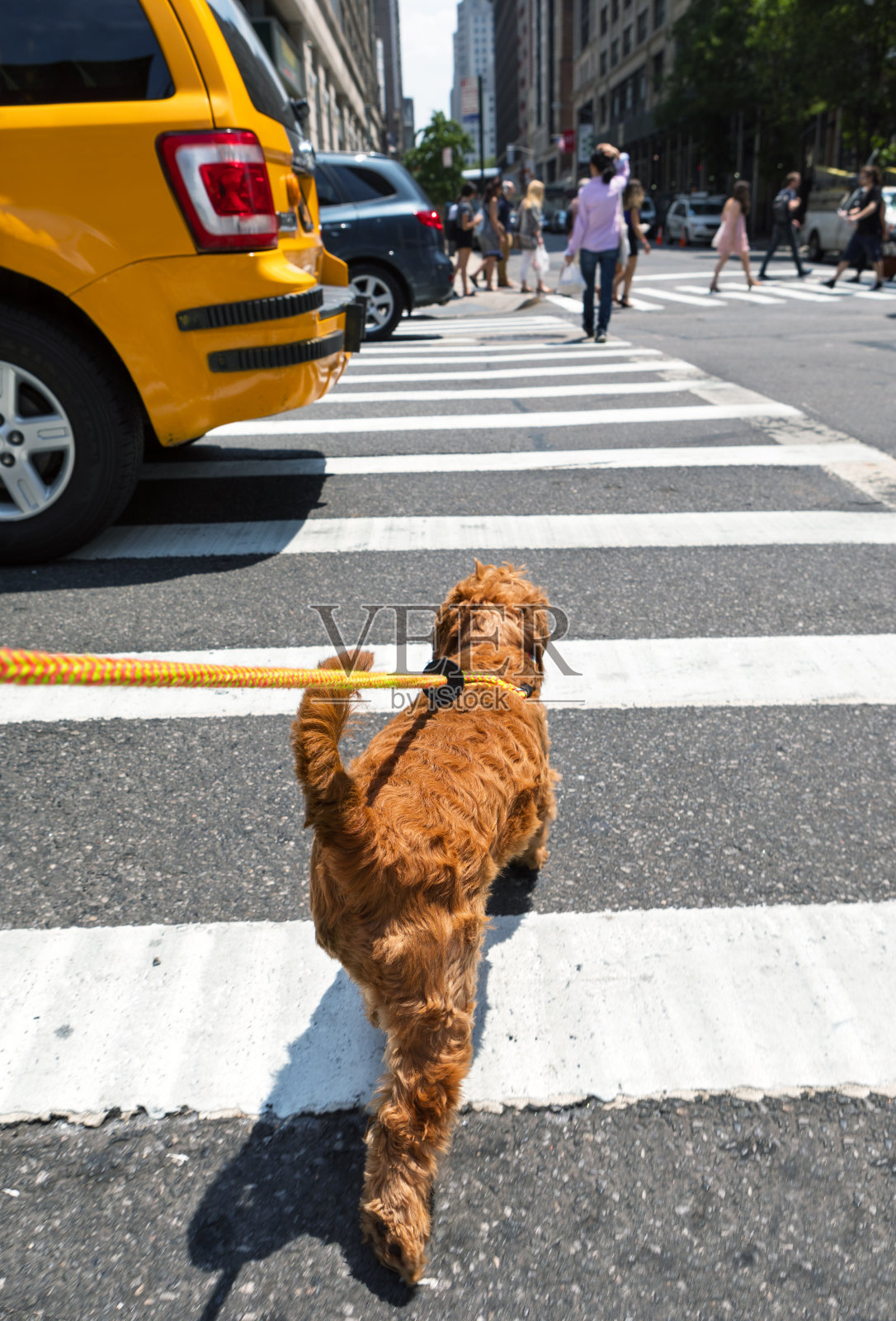在纽约的大街上遛狗照片摄影图片