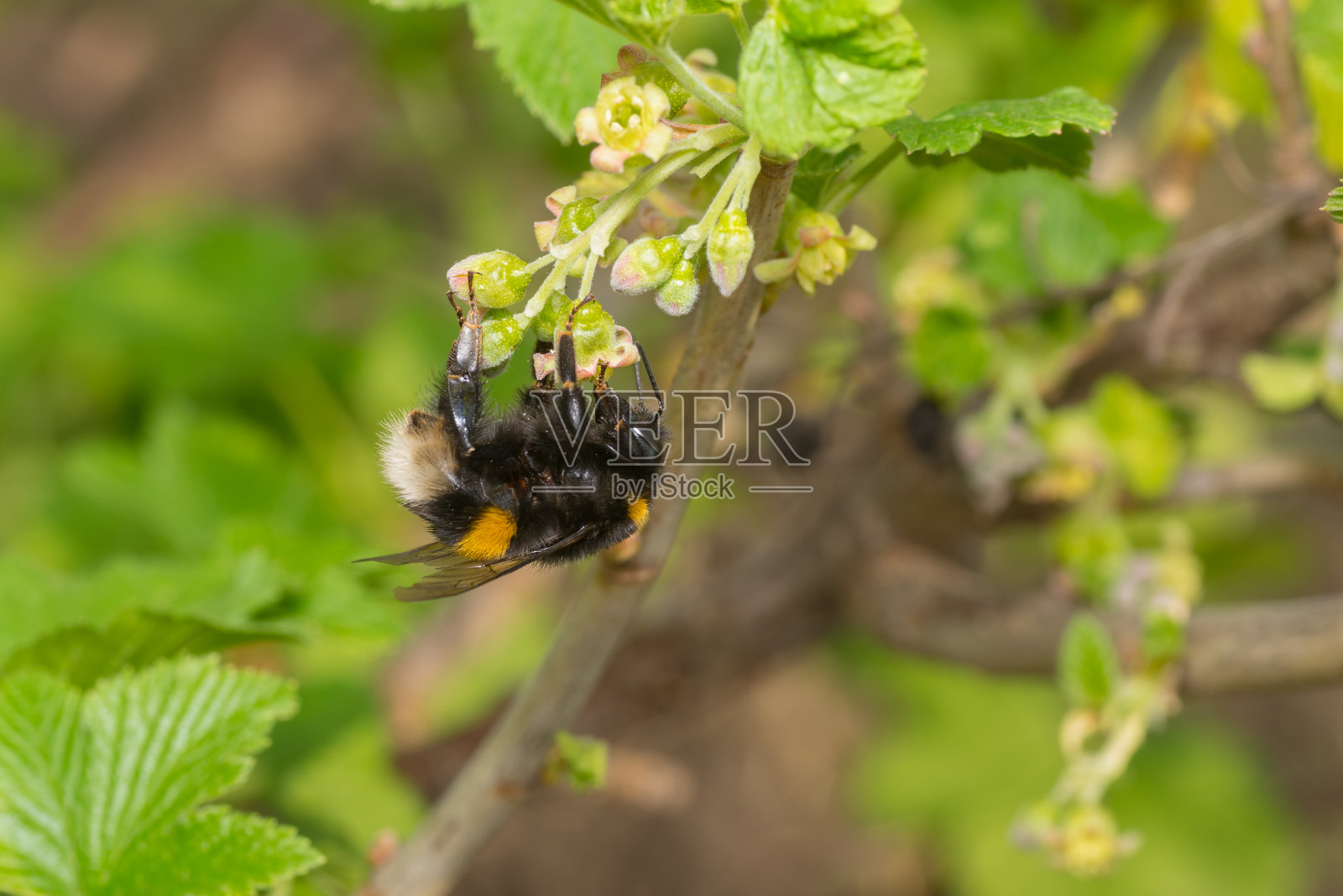 可爱的大黄蜂在黑醋栗上采集花蜜照片摄影图片