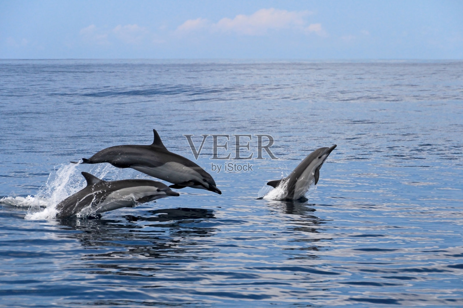 普通海豚跳跃，哥斯达黎加照片摄影图片