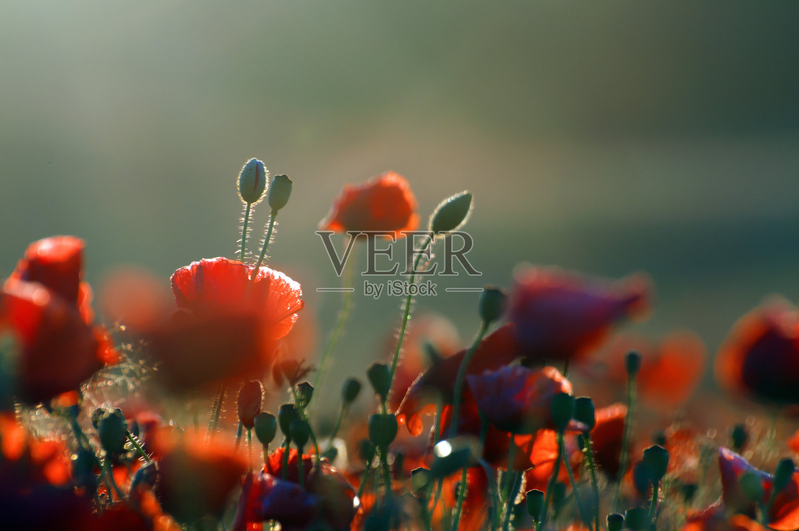 日出时草地上的红色野罂粟，令人惊叹的背景照片。取笑波兰马祖里照片摄影图片