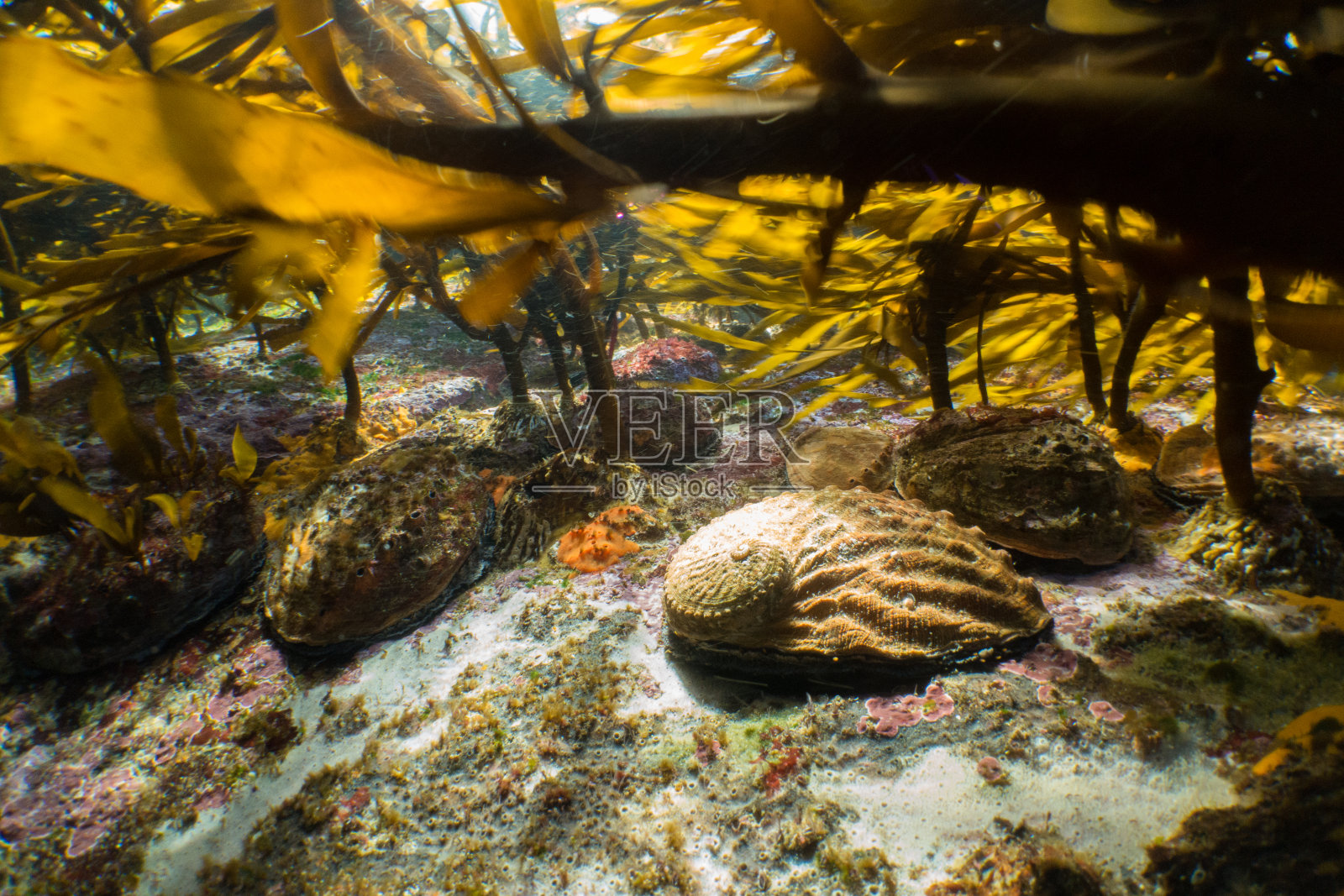 海藻林中的鲍鱼照片摄影图片