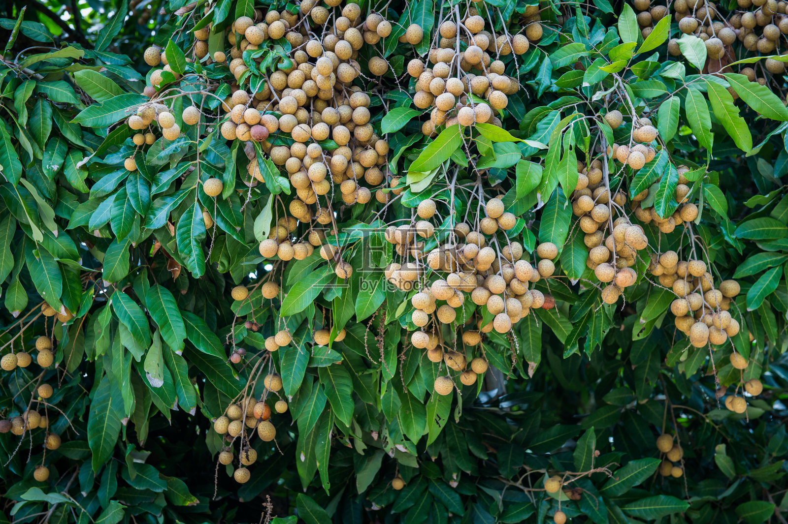 龙眼——热带水果，泰国兰汶的幼龙眼照片摄影图片