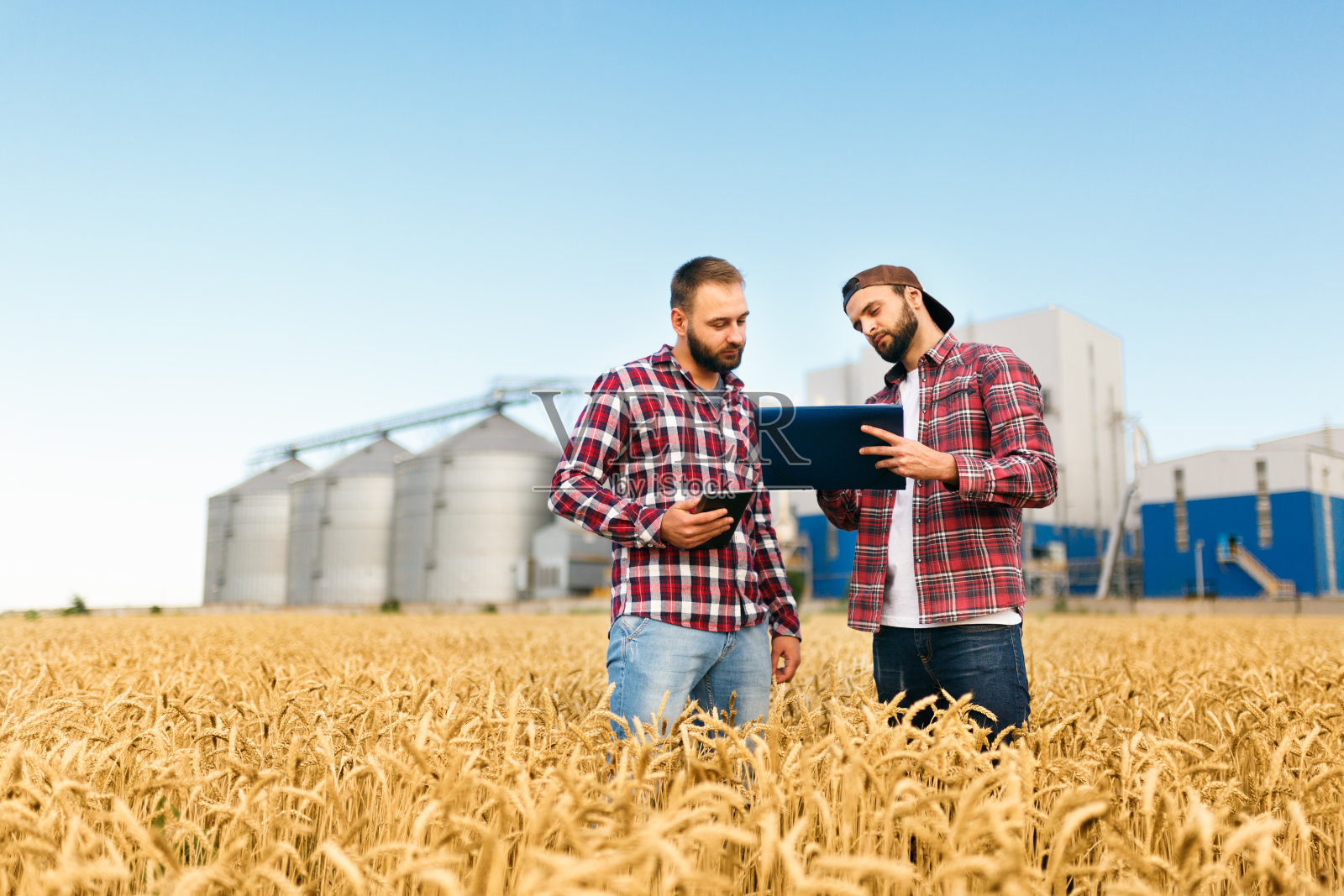 两个农民拿着石板站在麦田里。农学家以谷物终端电梯为背景，探讨小麦穗间的收获与作物照片摄影图片