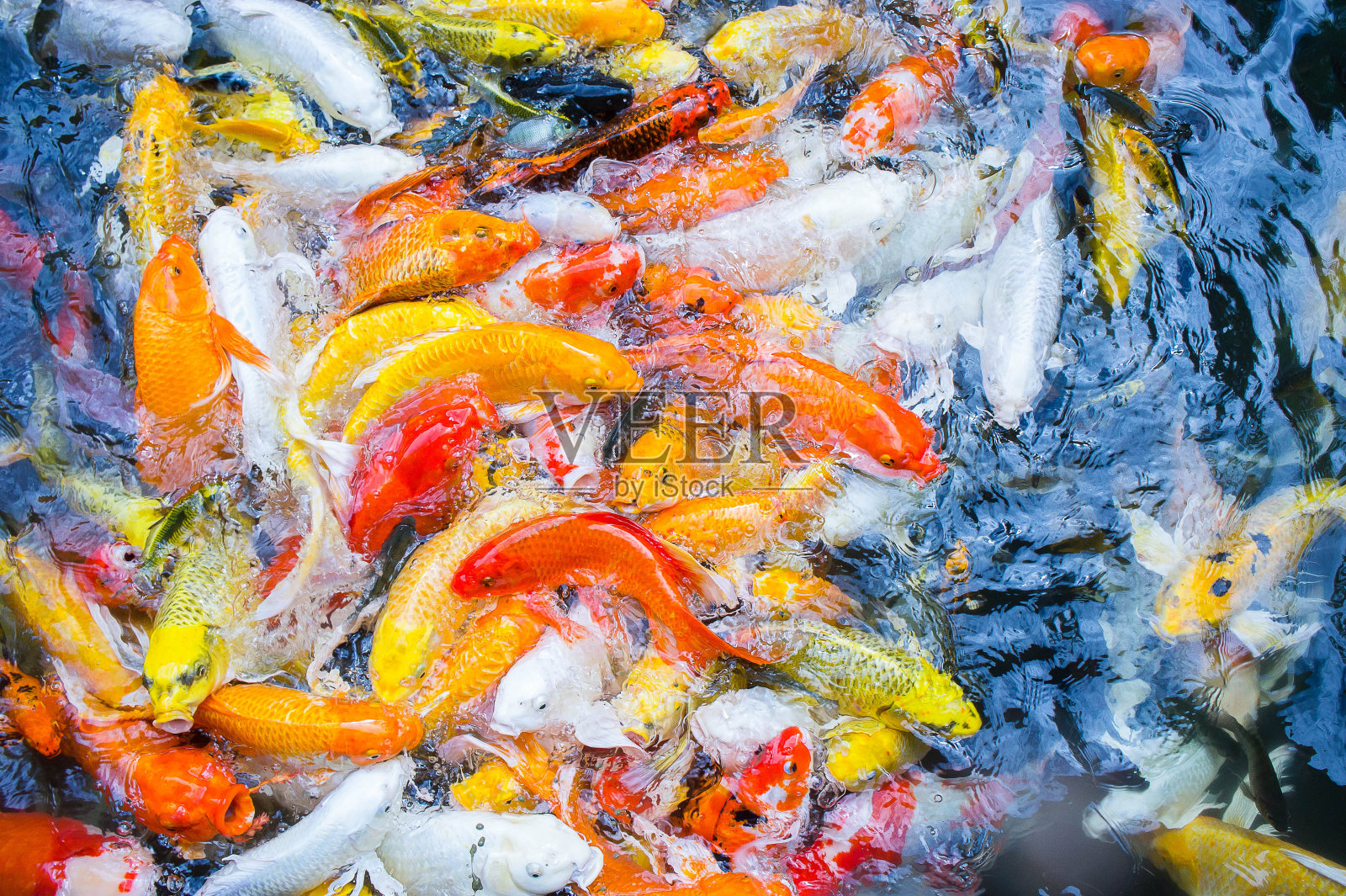 彩色垃圾鱼顶视图池塘在公园，花哨的垃圾鱼表面的水照片摄影图片