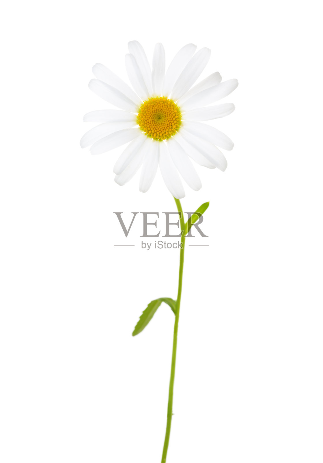 在白色背景上分离的洋甘菊(牛眼雏菊)。照片摄影图片