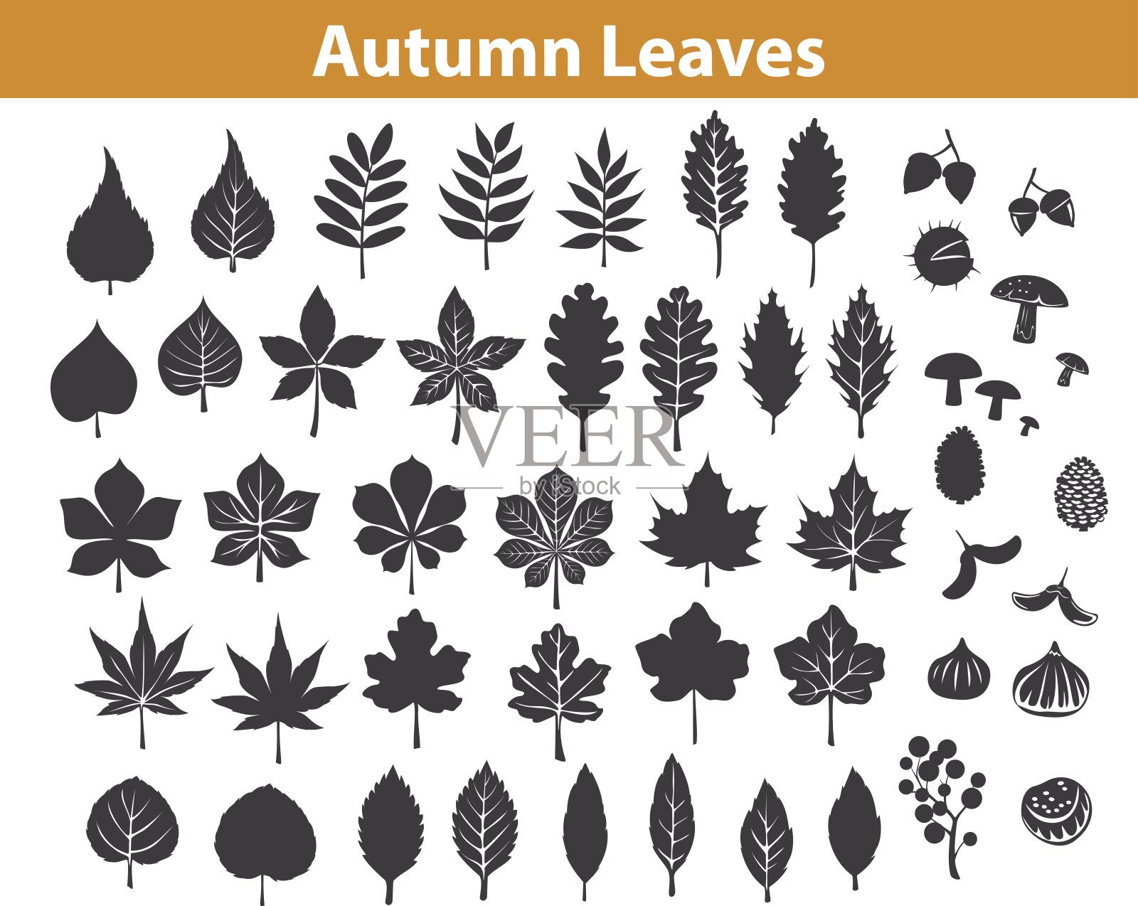 秋天的树叶剪影设置在黑色的颜色，枫树栗子白蜡树橡树桦树树胶山毛榉胡桃花榆树叶。在图书馆里，树叶被当作画笔设计元素图片