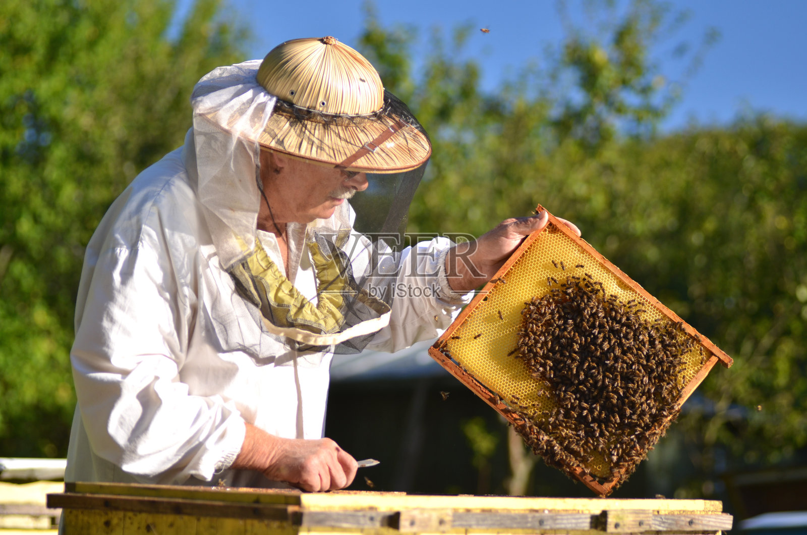 有经验的资深养蜂人在夏季后到养蜂场进行检查照片摄影图片