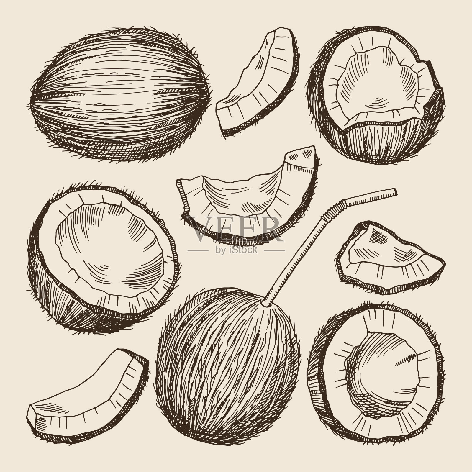 手绘椰子不同侧面的插图。矢量图片隔离插画图片素材