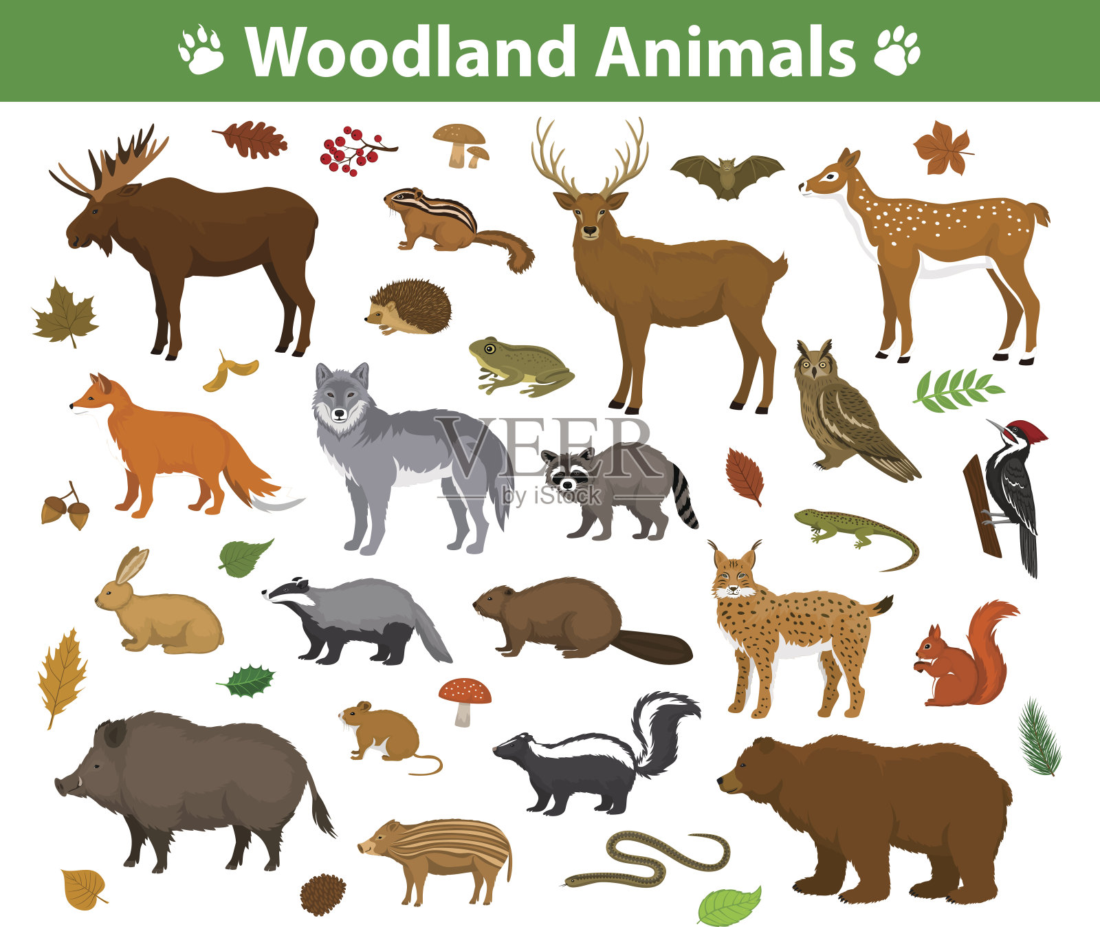 林地森林动物收藏包括鹿、熊、猫头鹰、野猪、猞猁、松鼠、啄木鸟、獾、海狸、臭鼬、刺猬设计元素图片