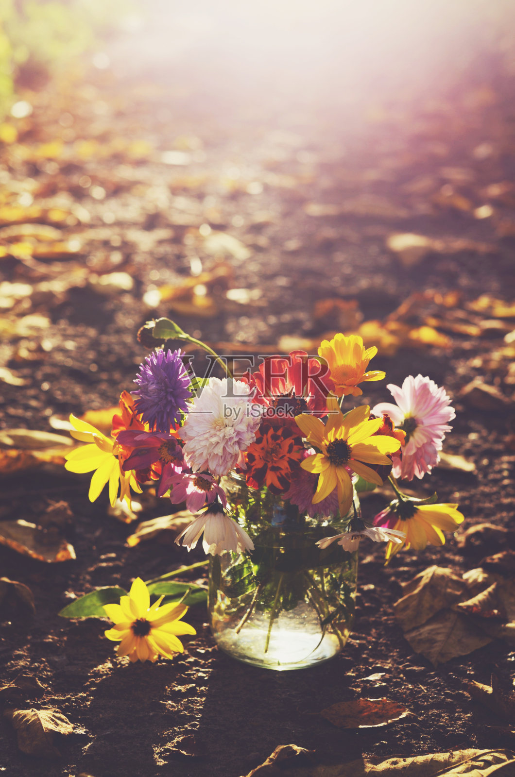 阳光下的一束五彩缤纷的秋花照片摄影图片
