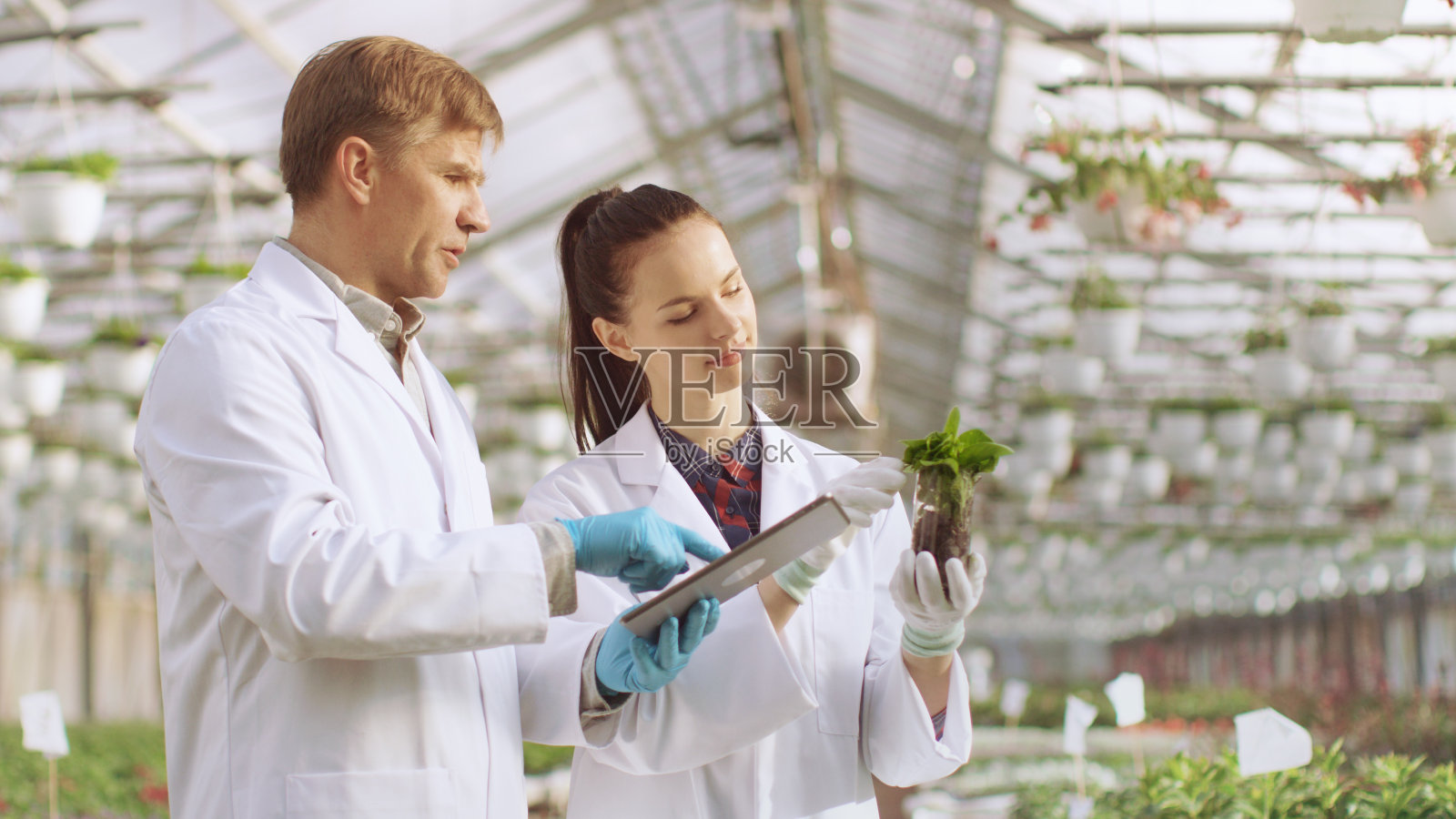 在工业温室中，两位农业工程师用平板电脑测试植物健康并分析数据。照片摄影图片