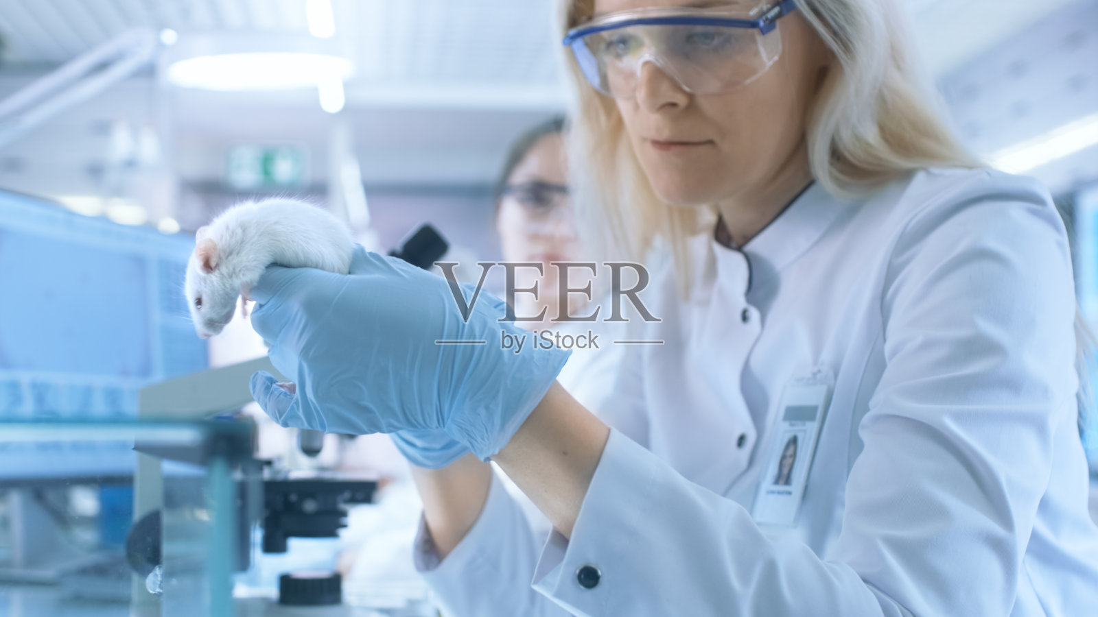医学研究科学家在实验室用注射器注射的小鼠上测试疫苗实验药物。她在一家明亮的现代实验室工作。照片摄影图片