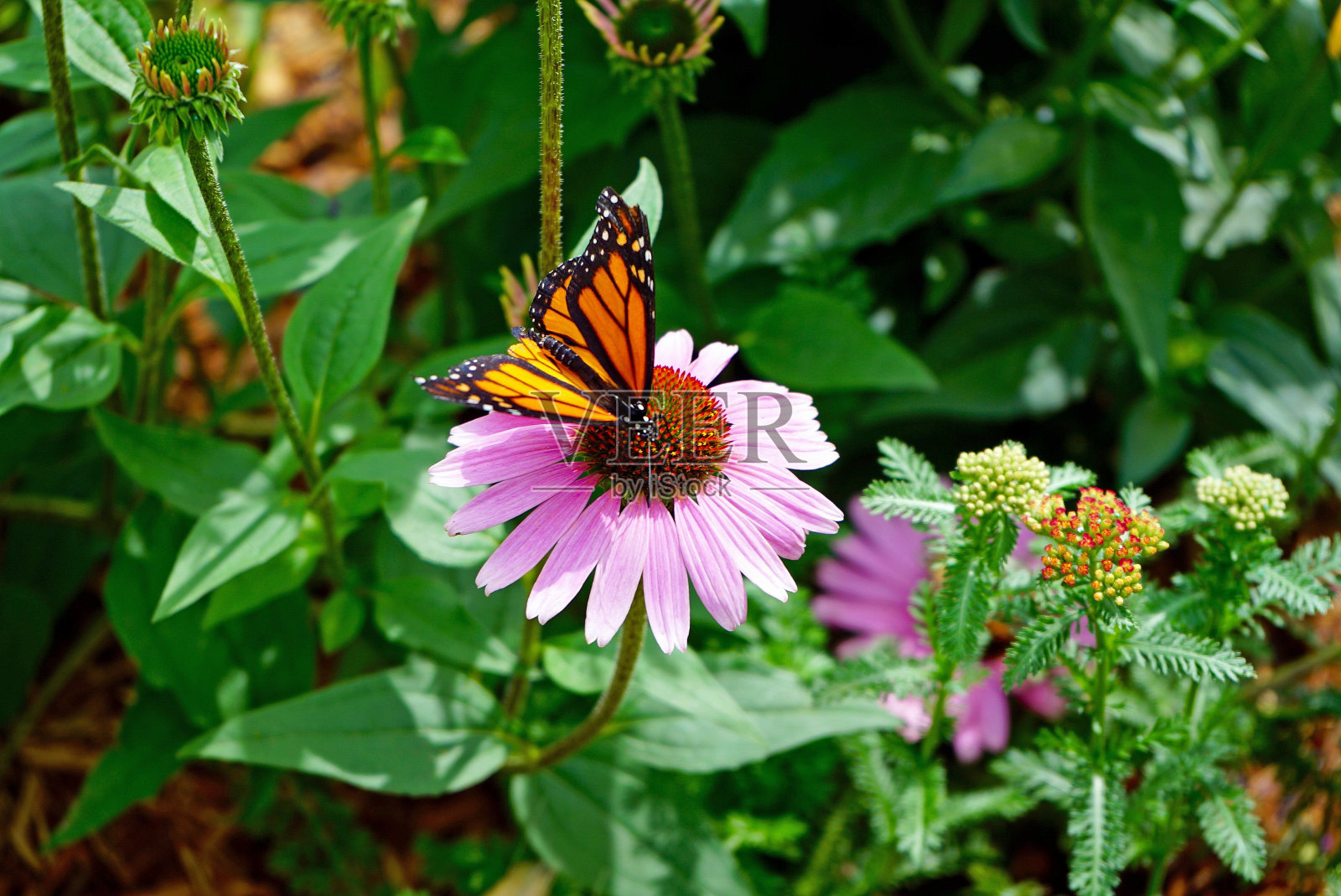 粉红松果花上的帝王蝶照片摄影图片