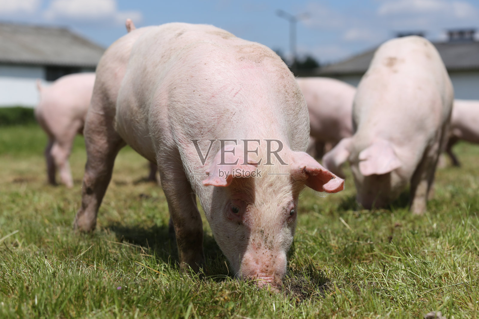 可爱的小猪在有机农场上吃草照片摄影图片