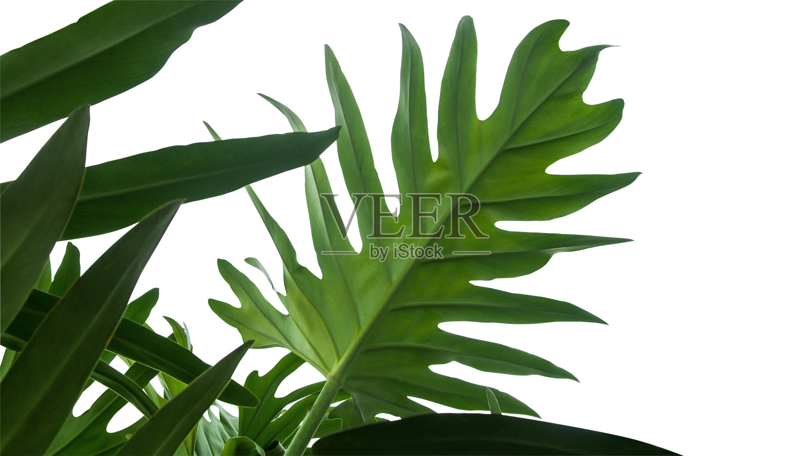 这是一种热带的观叶植物，常绿的藤蔓孤立在白色的背景上，包括修剪路径。照片摄影图片